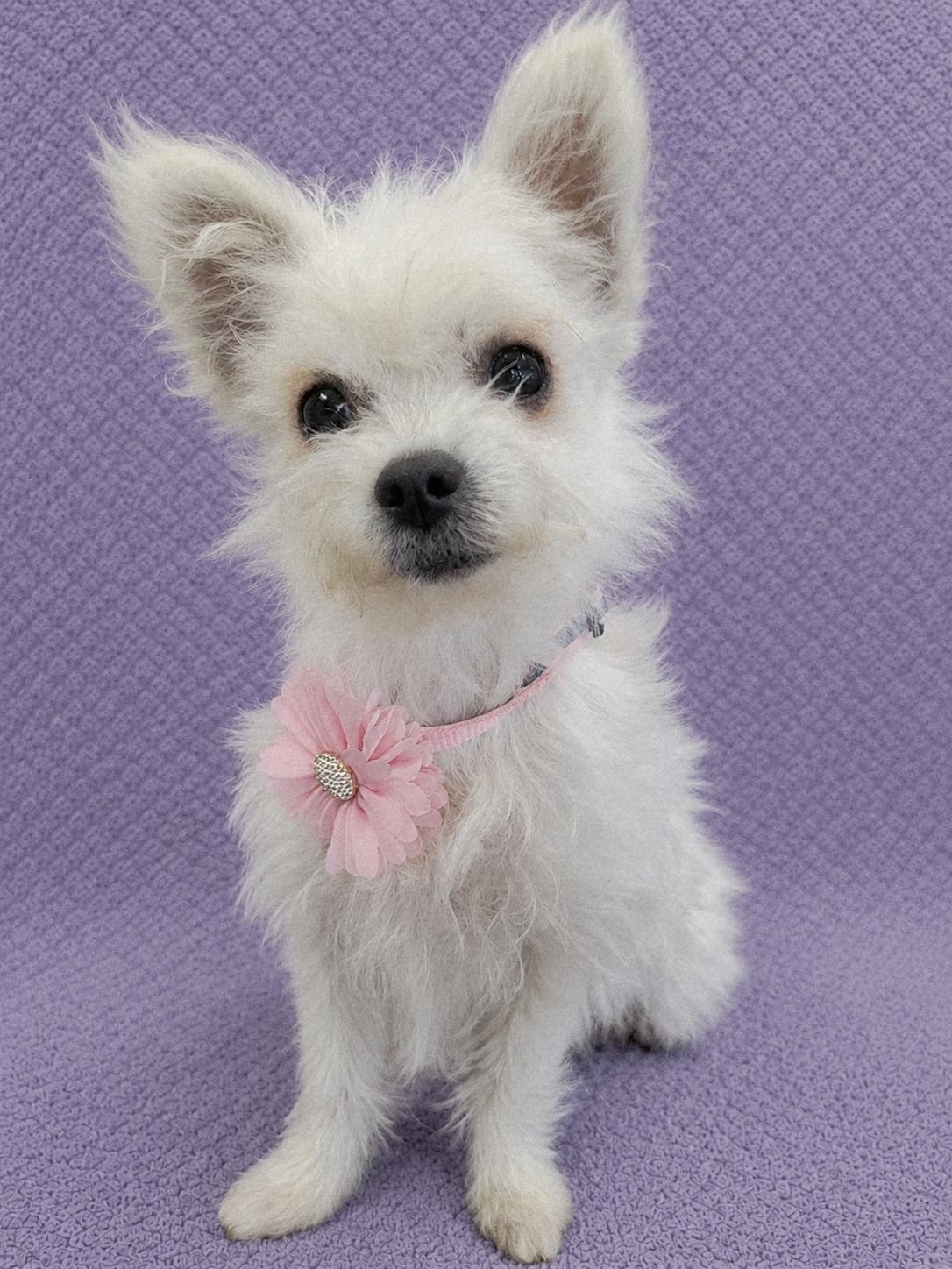 JuJu, adopted, Young Female Chihuahua & Maltese.