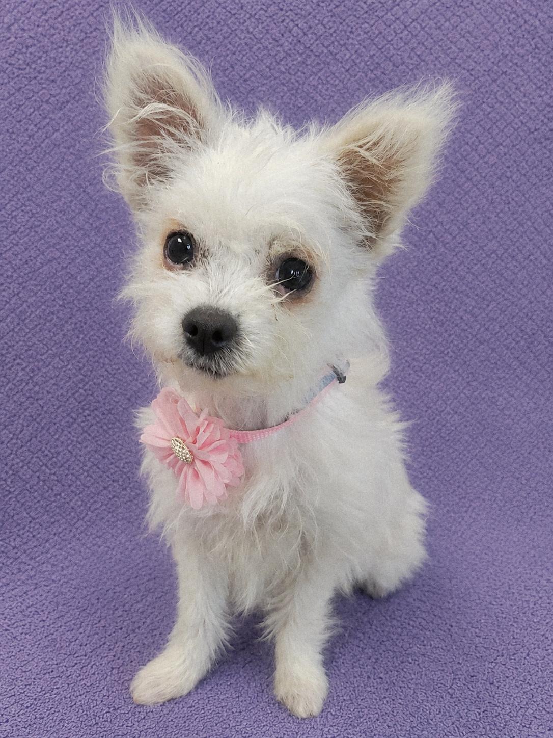 JuJu, an adopted mixed breed in Lodi, CA image 3/5