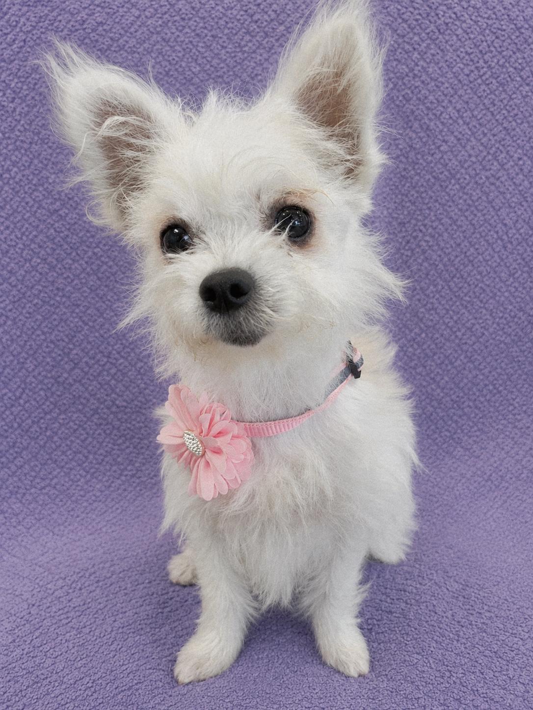 JuJu, an adopted mixed breed in Lodi, CA image 4/5
