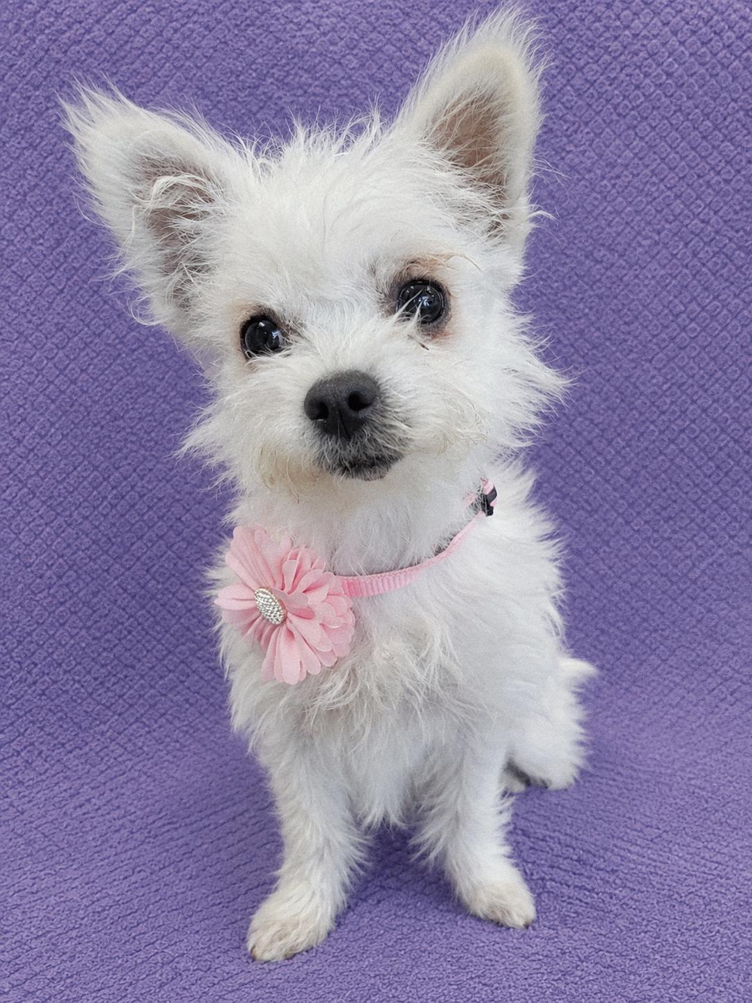 JuJu, an adopted mixed breed in Lodi, CA image 2/5