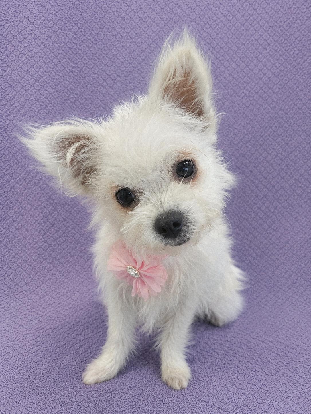 JuJu, an adopted mixed breed in Lodi, CA image 5/5