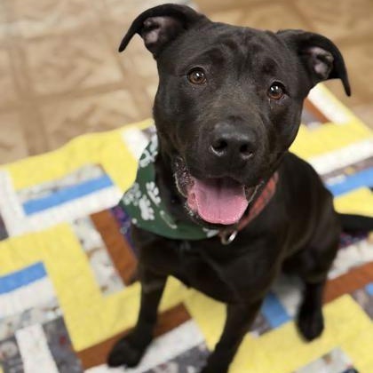 Enlarge Dorito, a ADOPTABLE mixed breed in Worcester, MA image 2/2