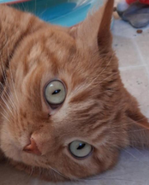 Enlarge Bambi, a ADOPTABLE Domestic Short Hair in Milwaukee, WI image 1/1
