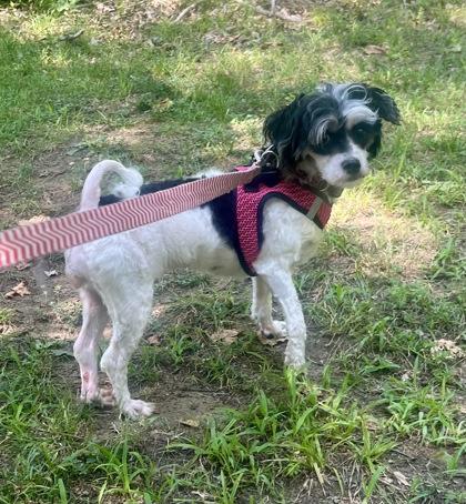 Tiramisu, adopted, Young Female Bichon Frise & Shih Tzu.