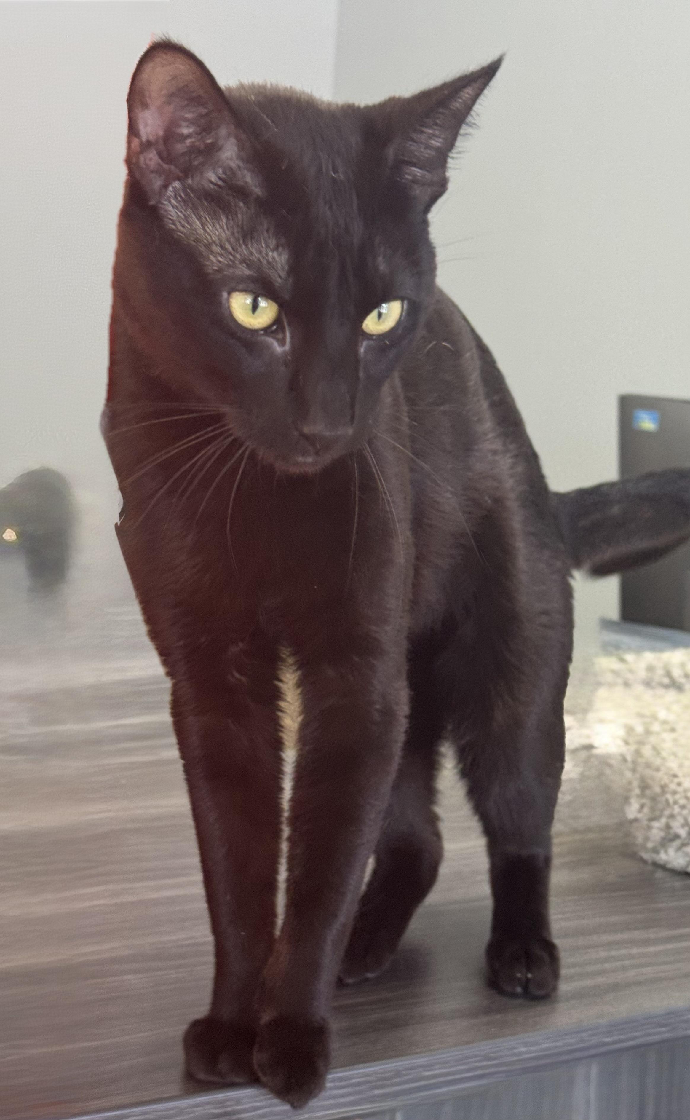 Bagheera, an adopted Domestic Short Hair in Minneapolis , MN image 6/6