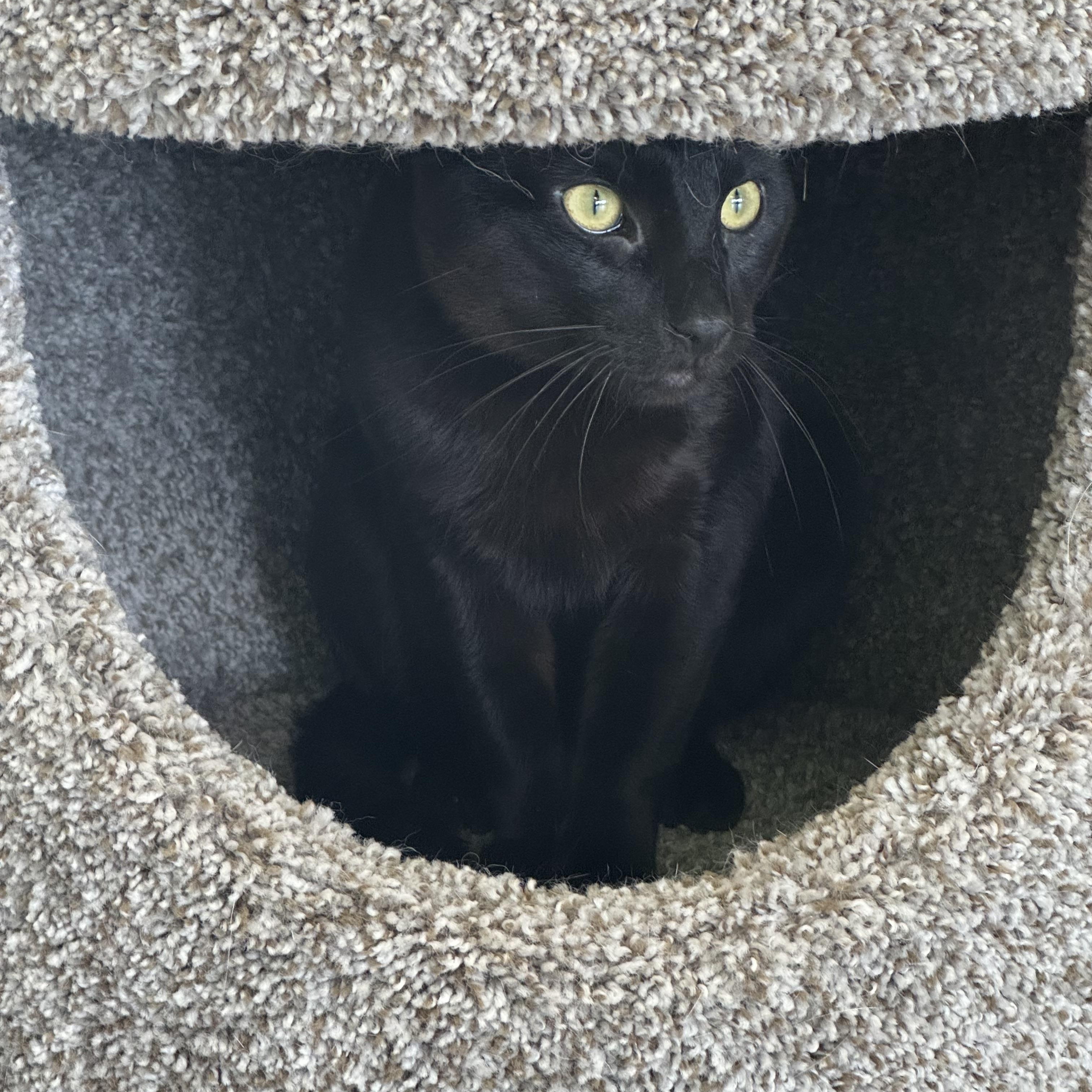Bagheera, an adopted Domestic Short Hair in Minneapolis , MN image 5/6
