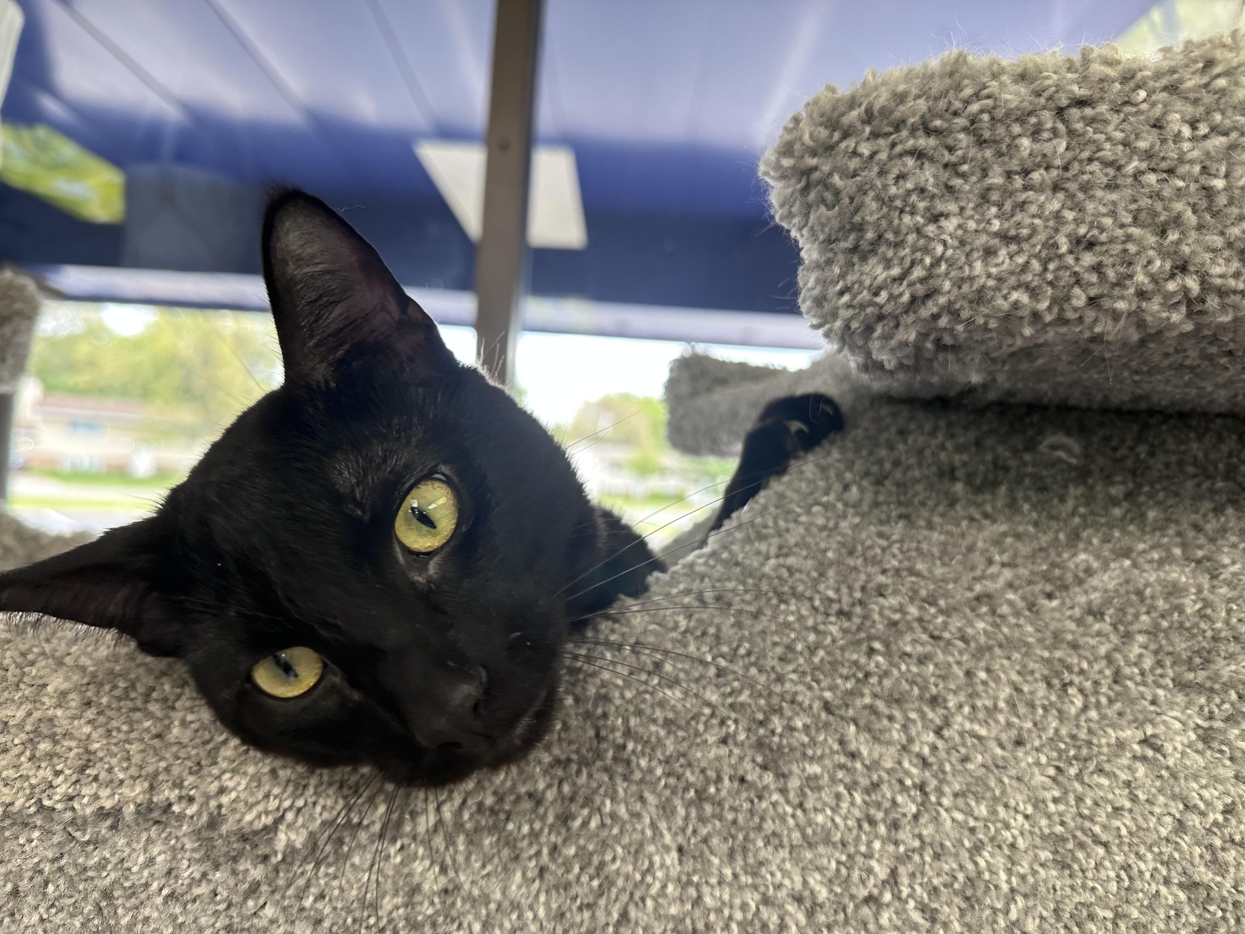 Bagheera, an adopted Domestic Short Hair in Minneapolis , MN image 3/6