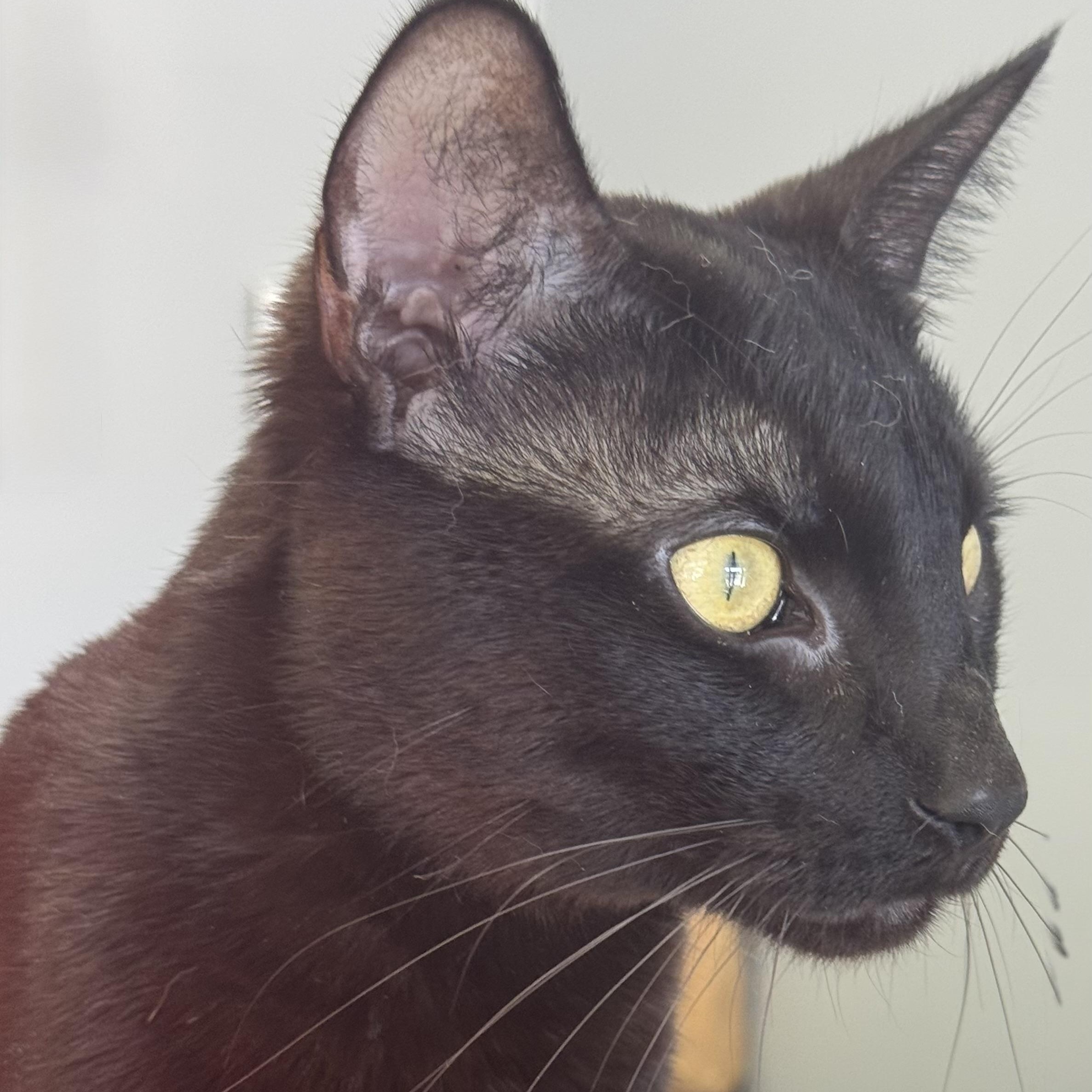 Bagheera, an adopted Domestic Short Hair in Minneapolis , MN image 4/6