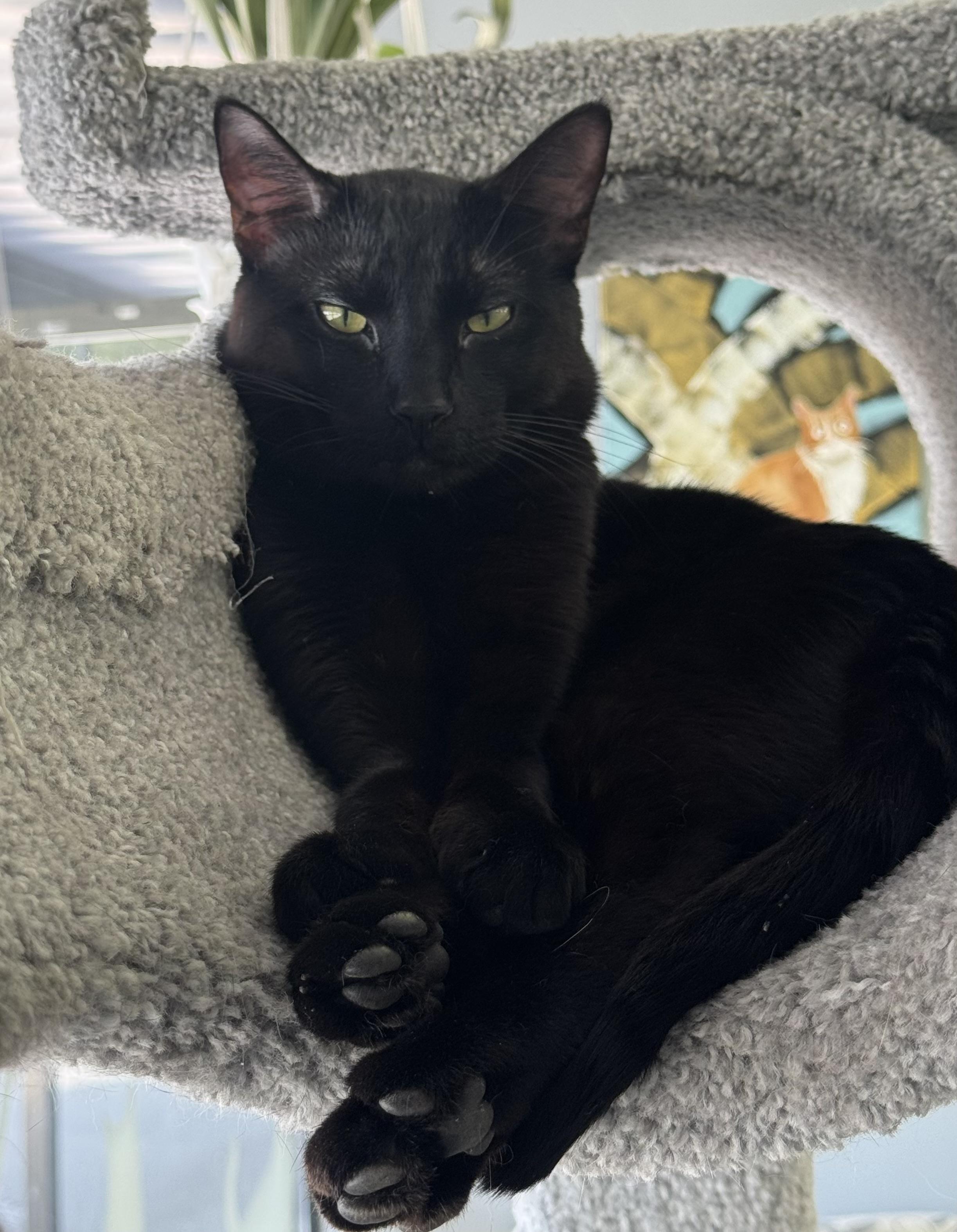 Bagheera, an adopted Domestic Short Hair in Minneapolis , MN image 2/6
