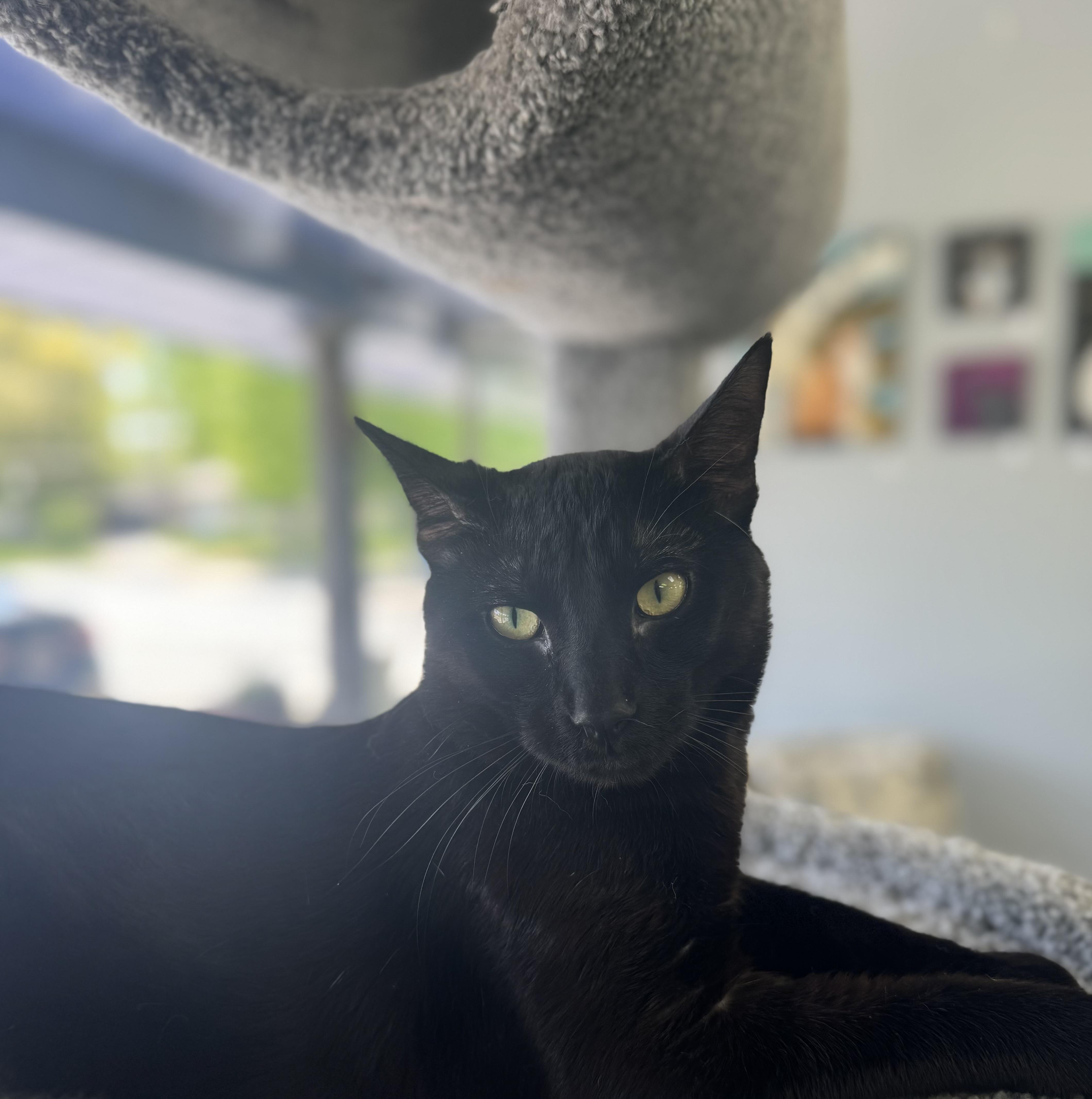 Bagheera, adopted, Adult Male Domestic Short Hair.