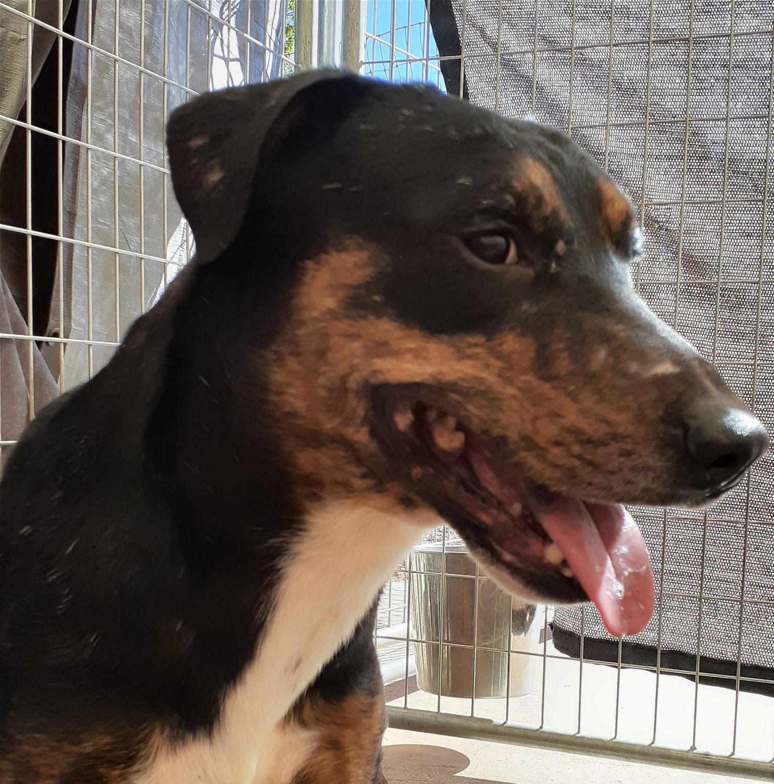 Bolt, Adopted, Adult Male Labrador Retriever & Belgian Shepherd / Malinois.