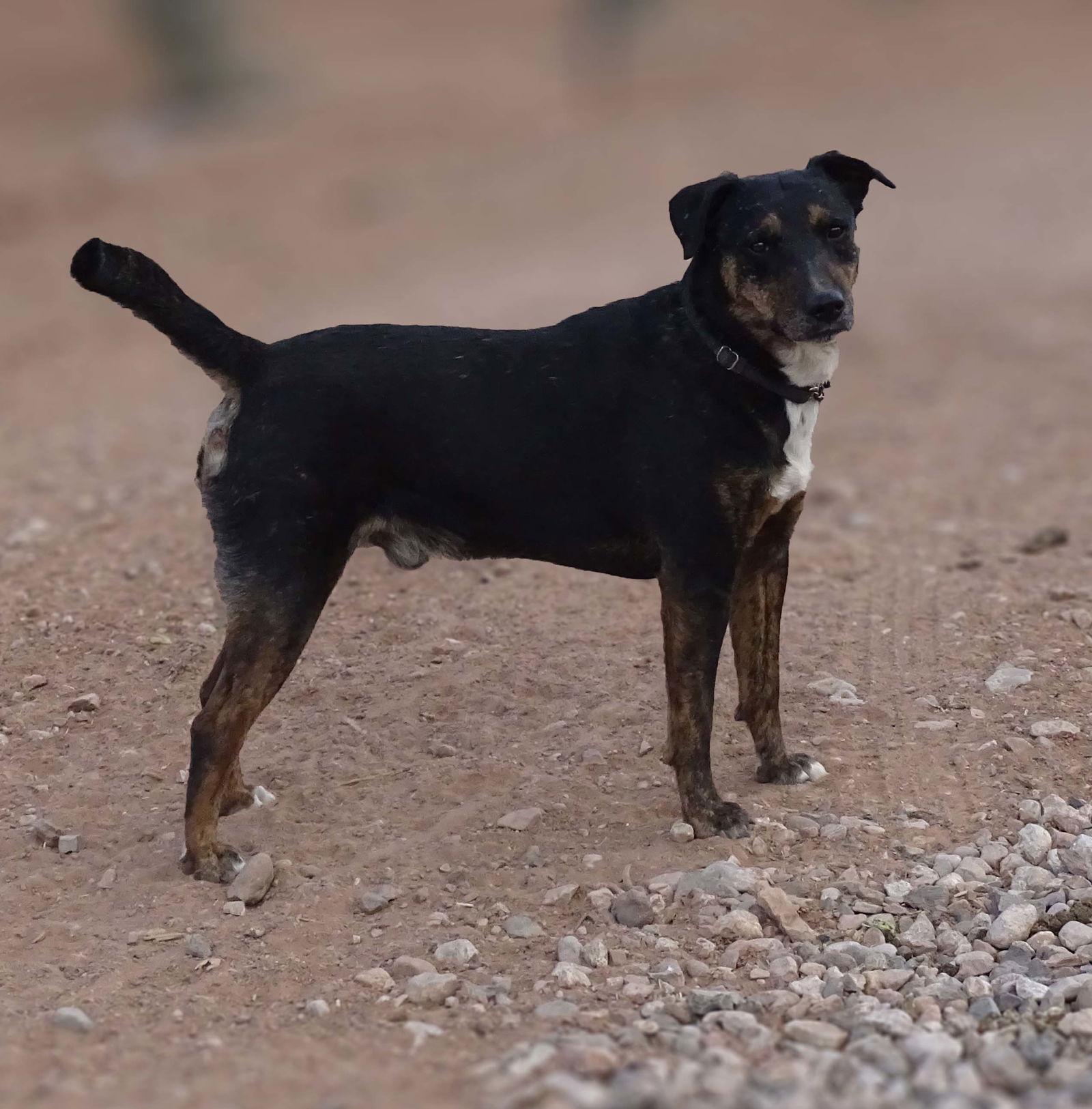 Bolt, a Adopted mixed breed in Cottonwood, AZ image 2/3