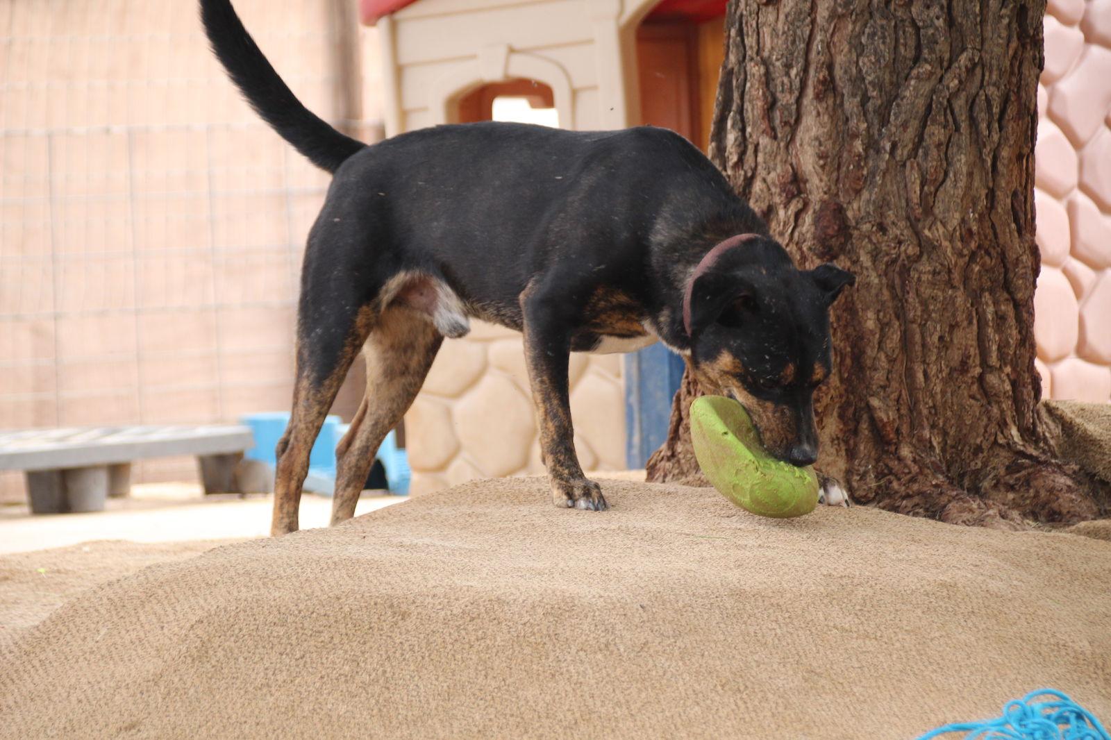Bolt, a Adopted mixed breed in Cottonwood, AZ image 3/3