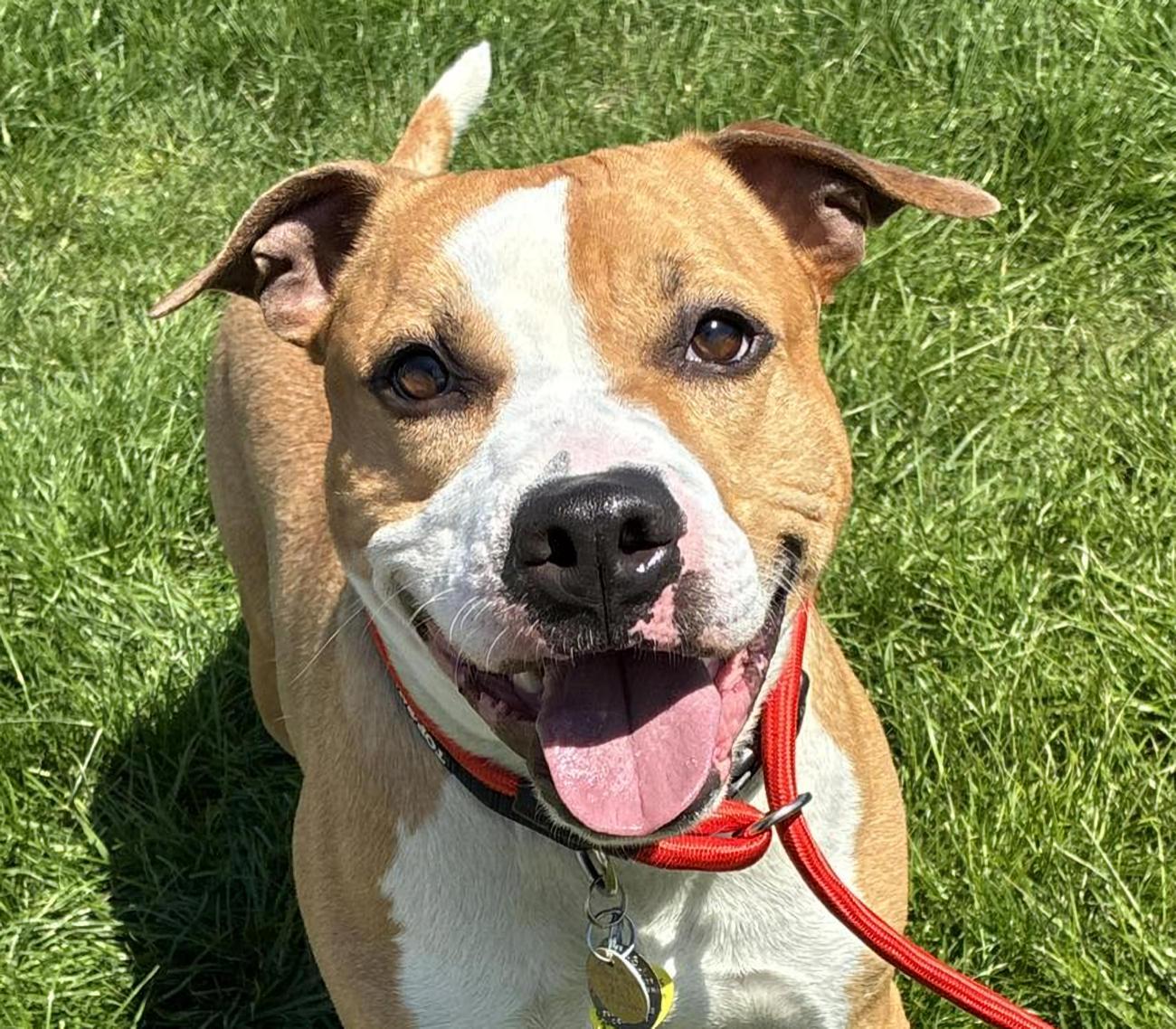 Ace, ADOPTABLE, Young Male Pit Bull Terrier.