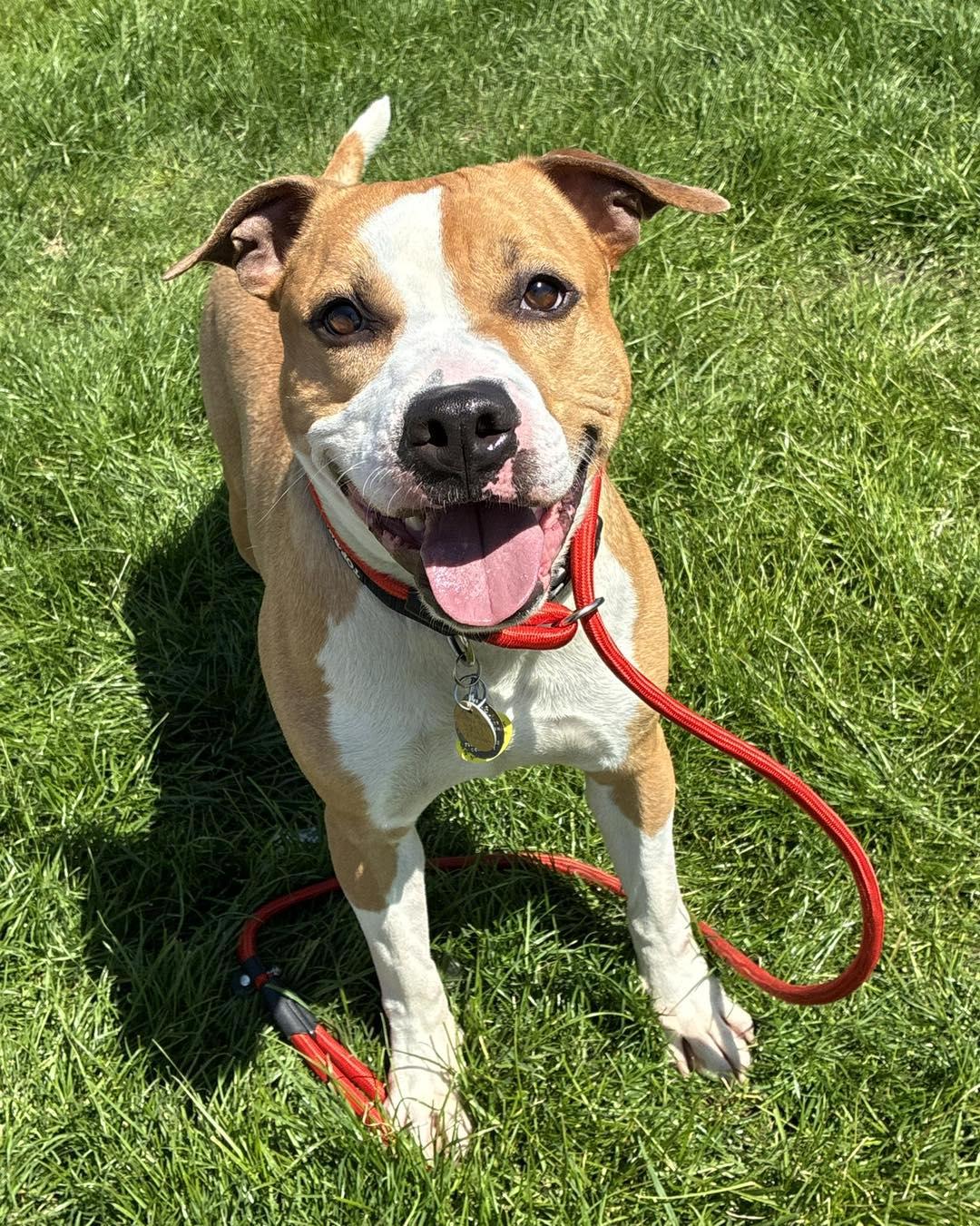 Enlarge Ace, a ADOPTABLE Pit Bull Terrier in Euclid, OH image 2/2