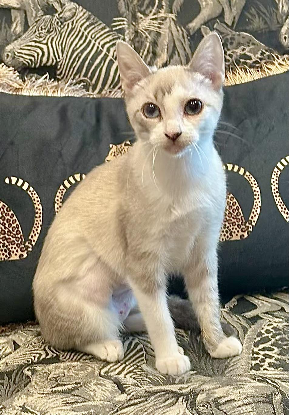 Opal - Kuykendahl Petsmart
