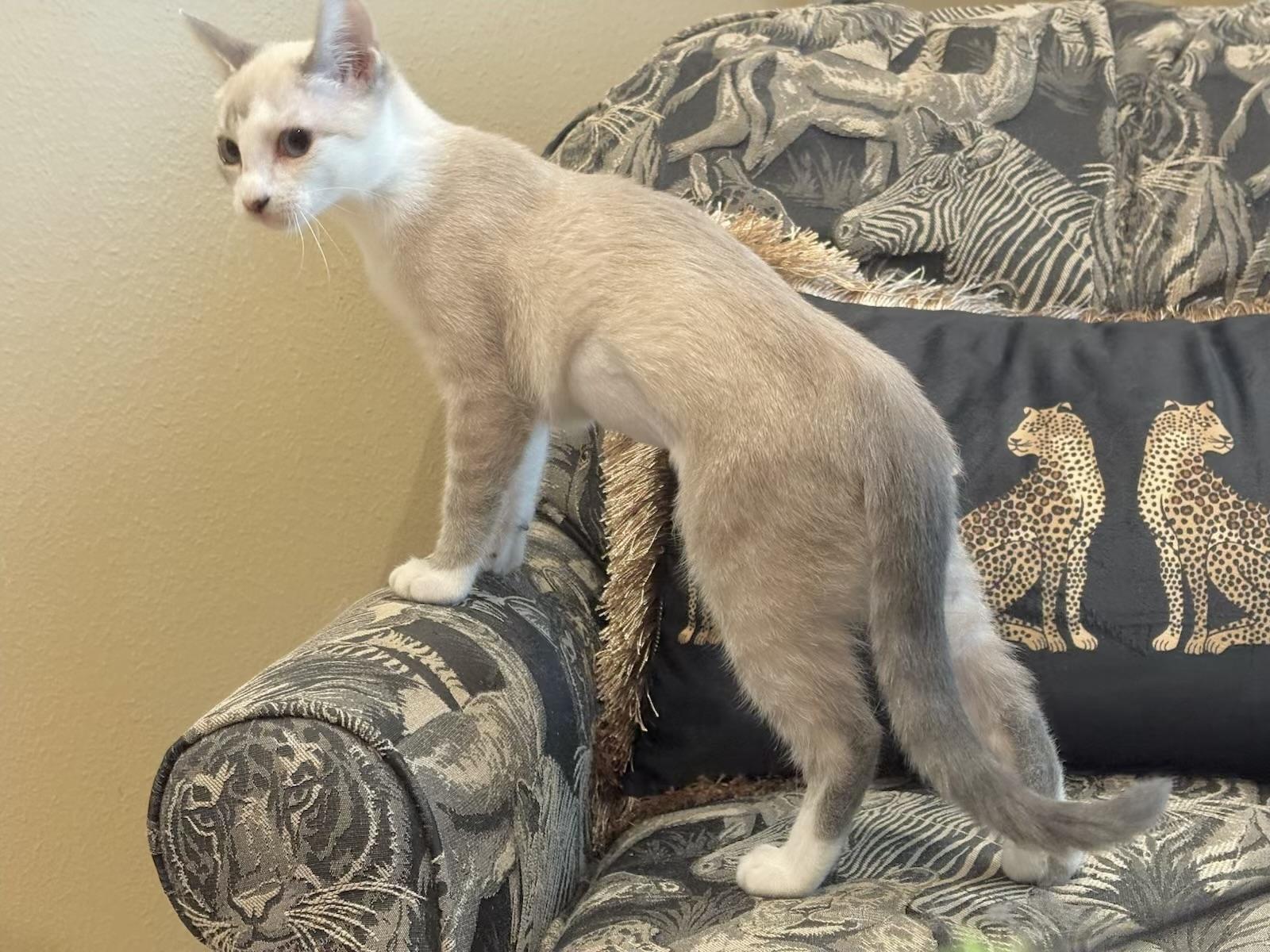 Opal - Kuykendahl Petsmart