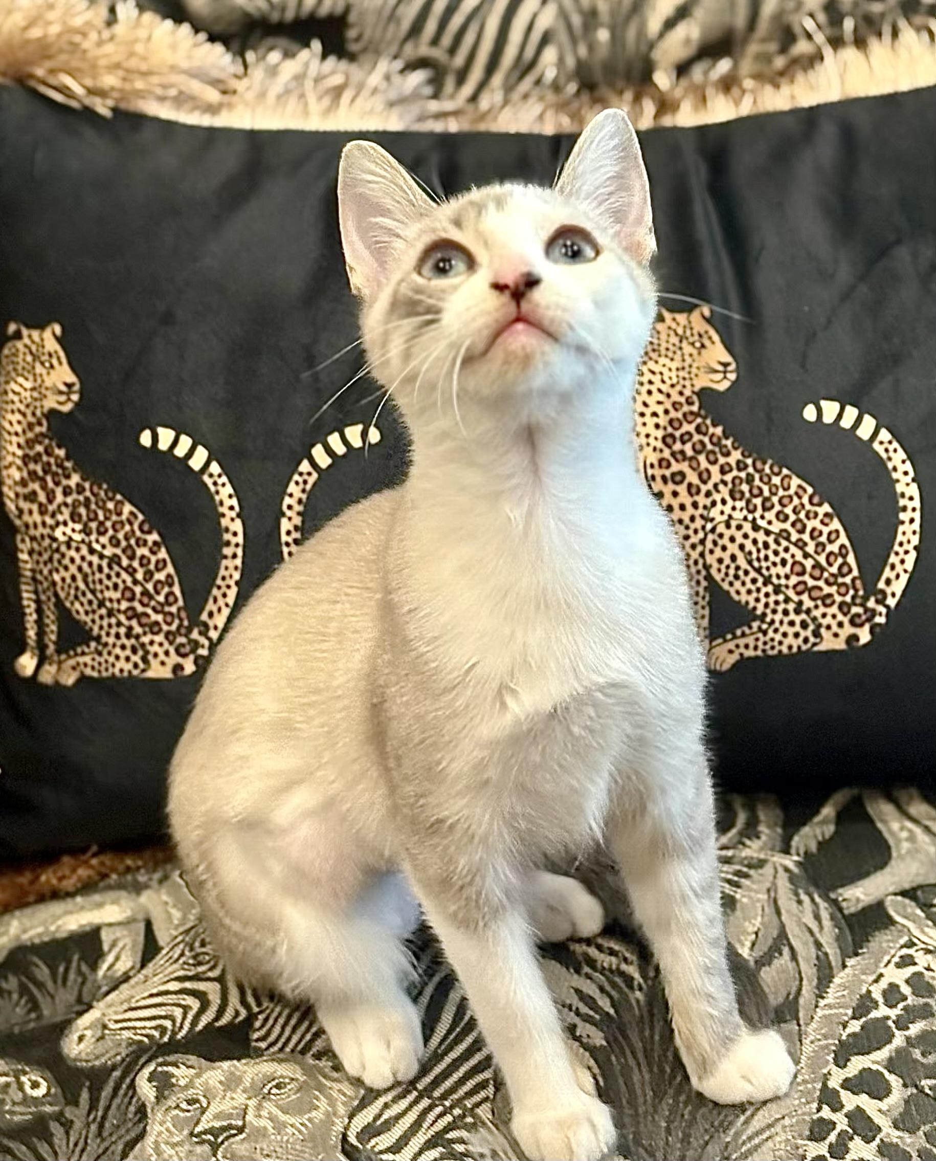Opal - Kuykendahl Petsmart