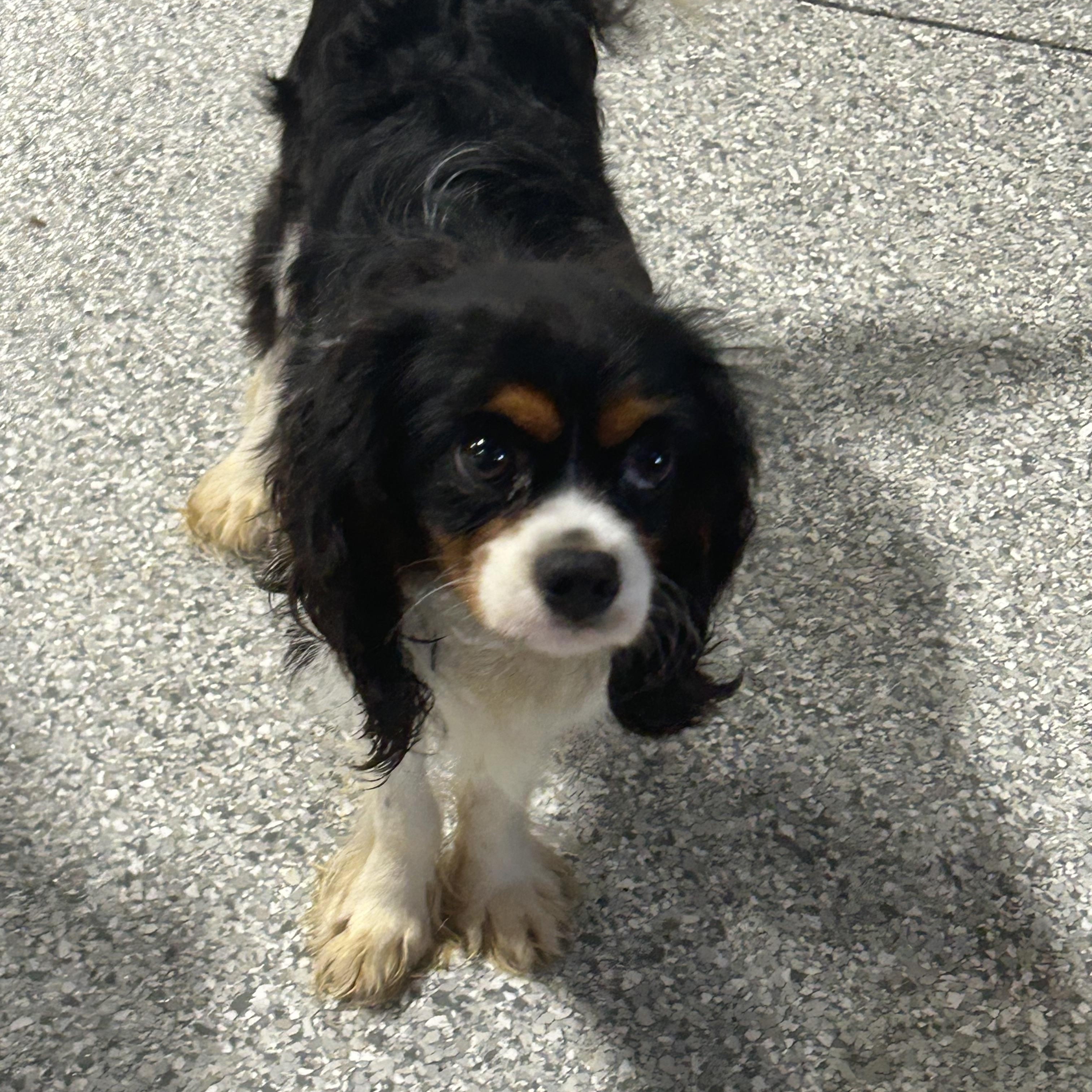 Enlarge Reggie. Little guy 9 lbs, a Adoptable Cavalier King Charles Spaniel in Maumee , OH image 2/4