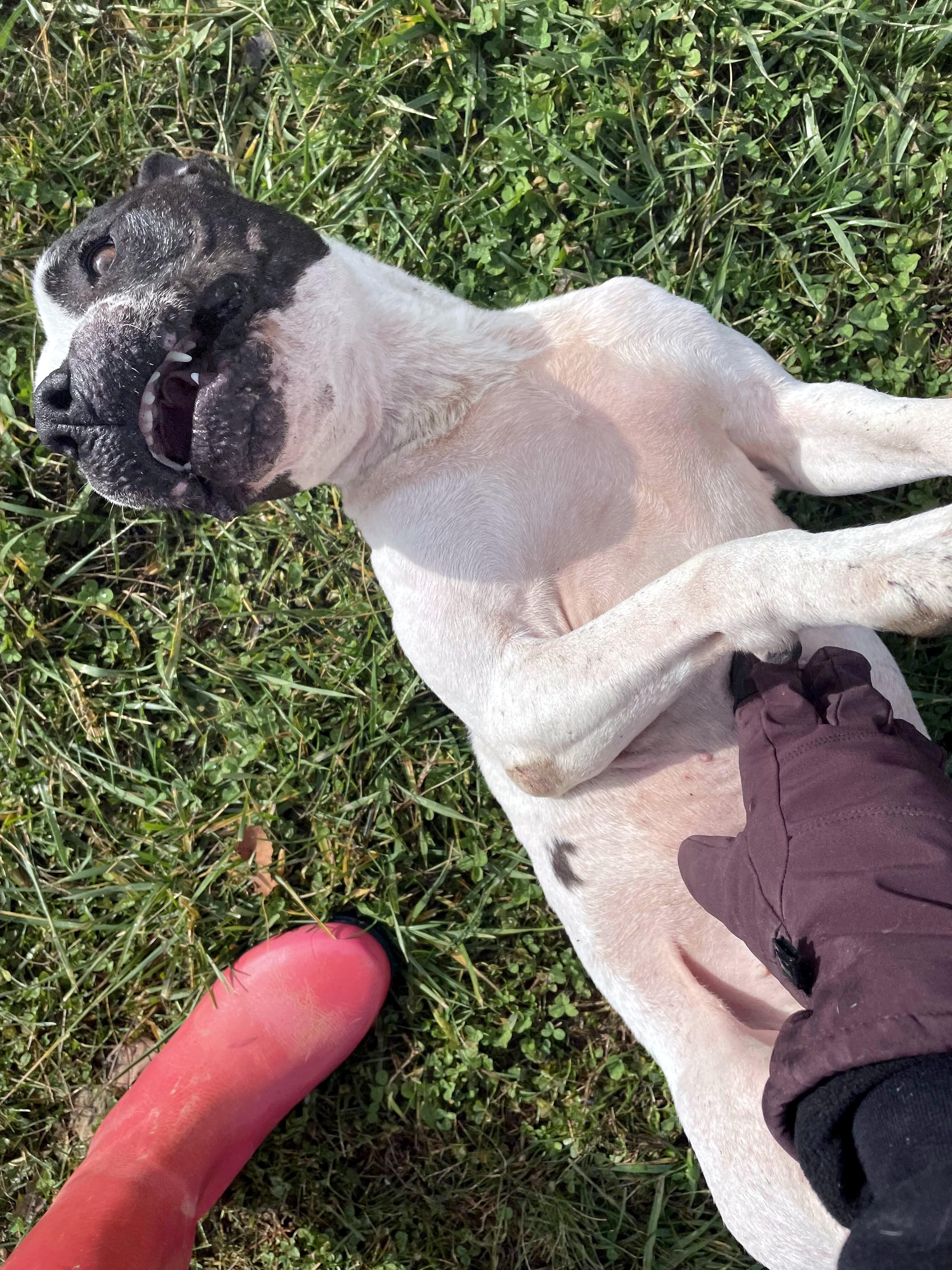 Enlarge Honey, a Adoptable mixed breed in Sulphur, KY image 3/5