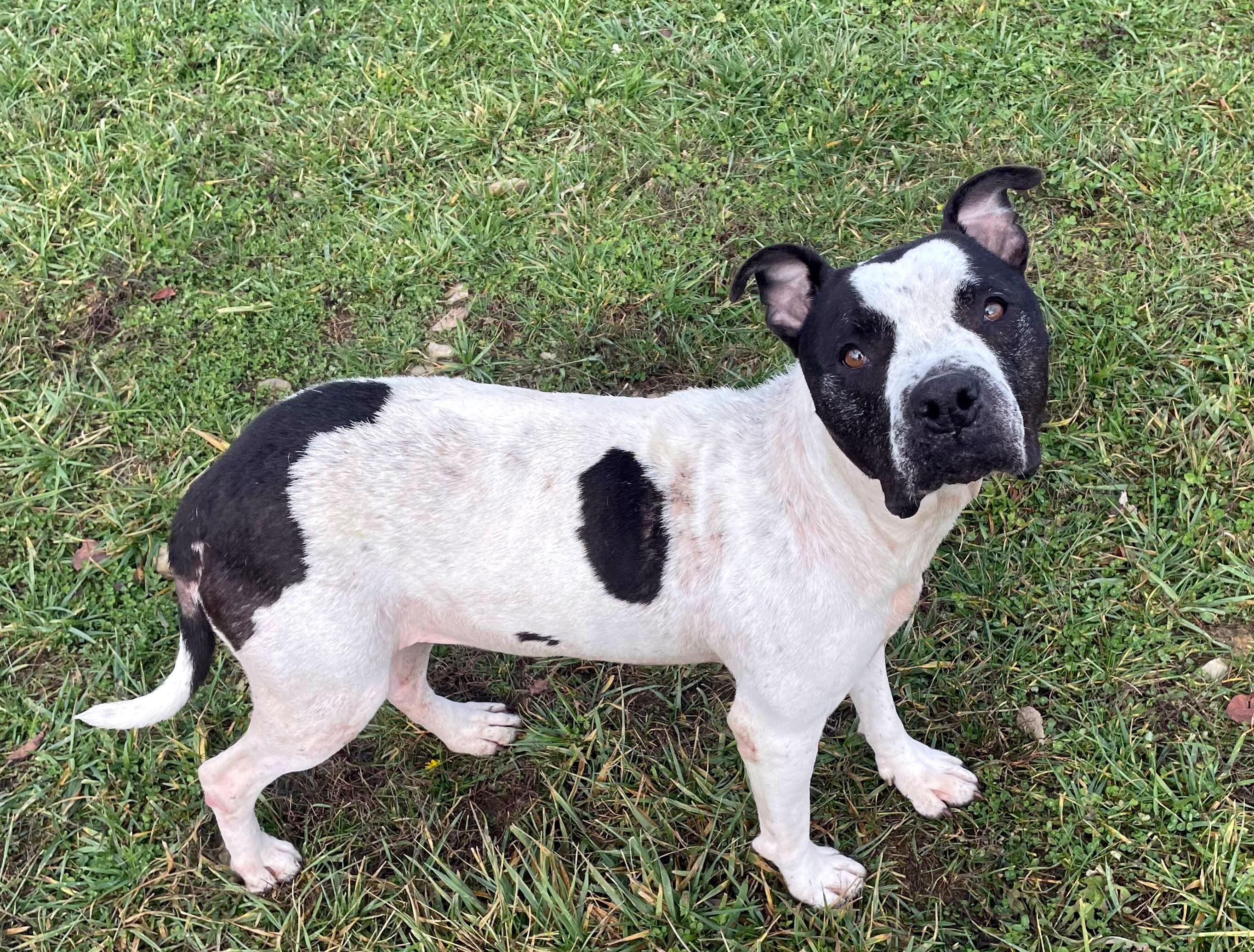 Enlarge Honey, a Adoptable mixed breed in Sulphur, KY image 4/5