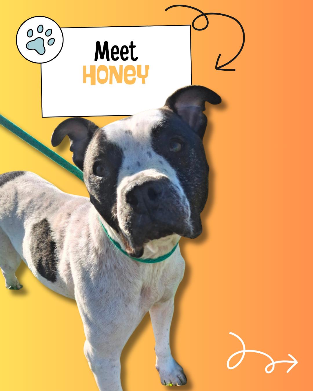 Enlarge Honey, a Adoptable mixed breed in Sulphur, KY image 1/5