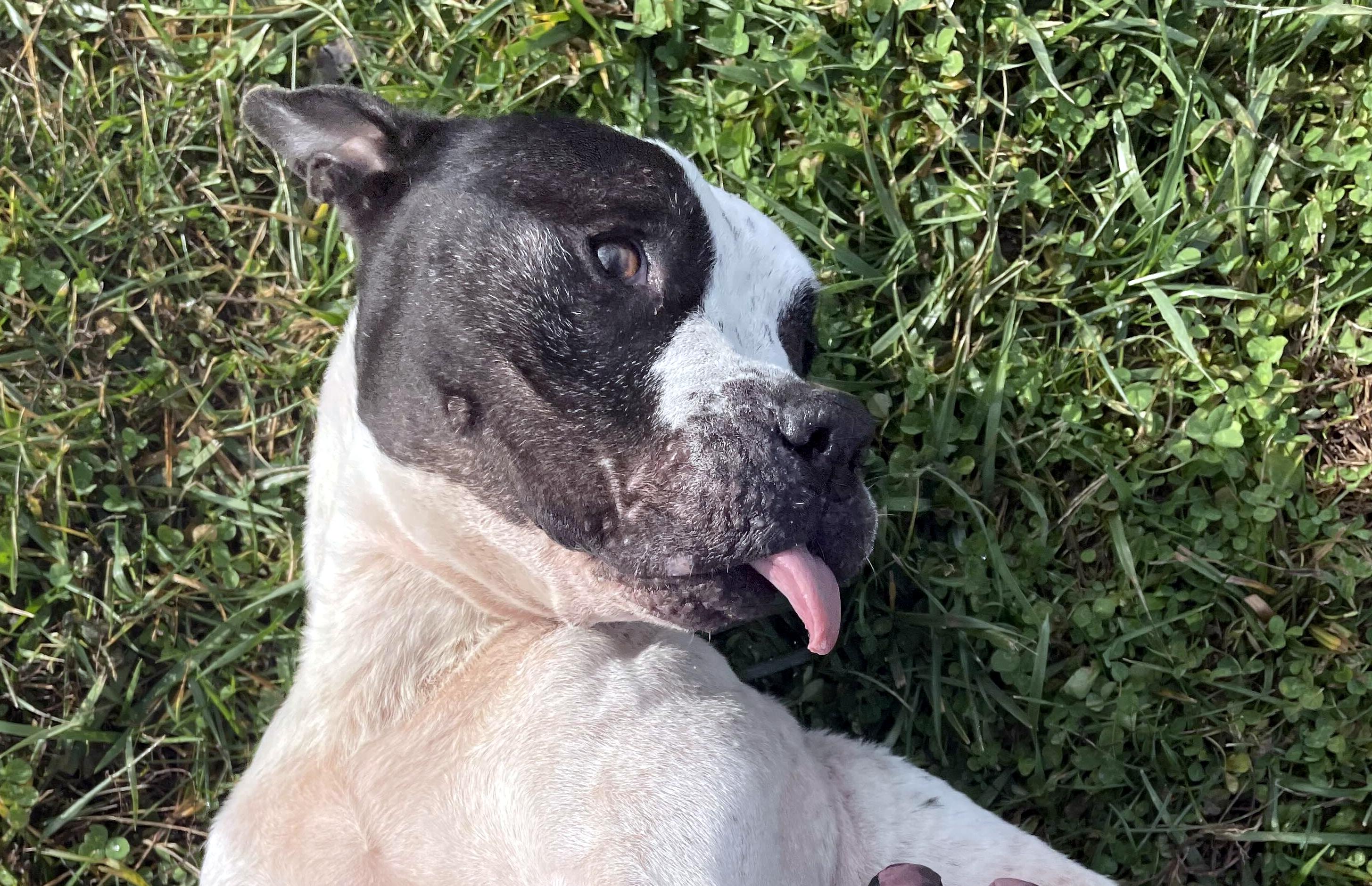 Enlarge Honey, a Adoptable mixed breed in Sulphur, KY image 2/5