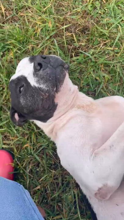 Enlarge Honey, a Adoptable mixed breed in Sulphur, KY video 5/5