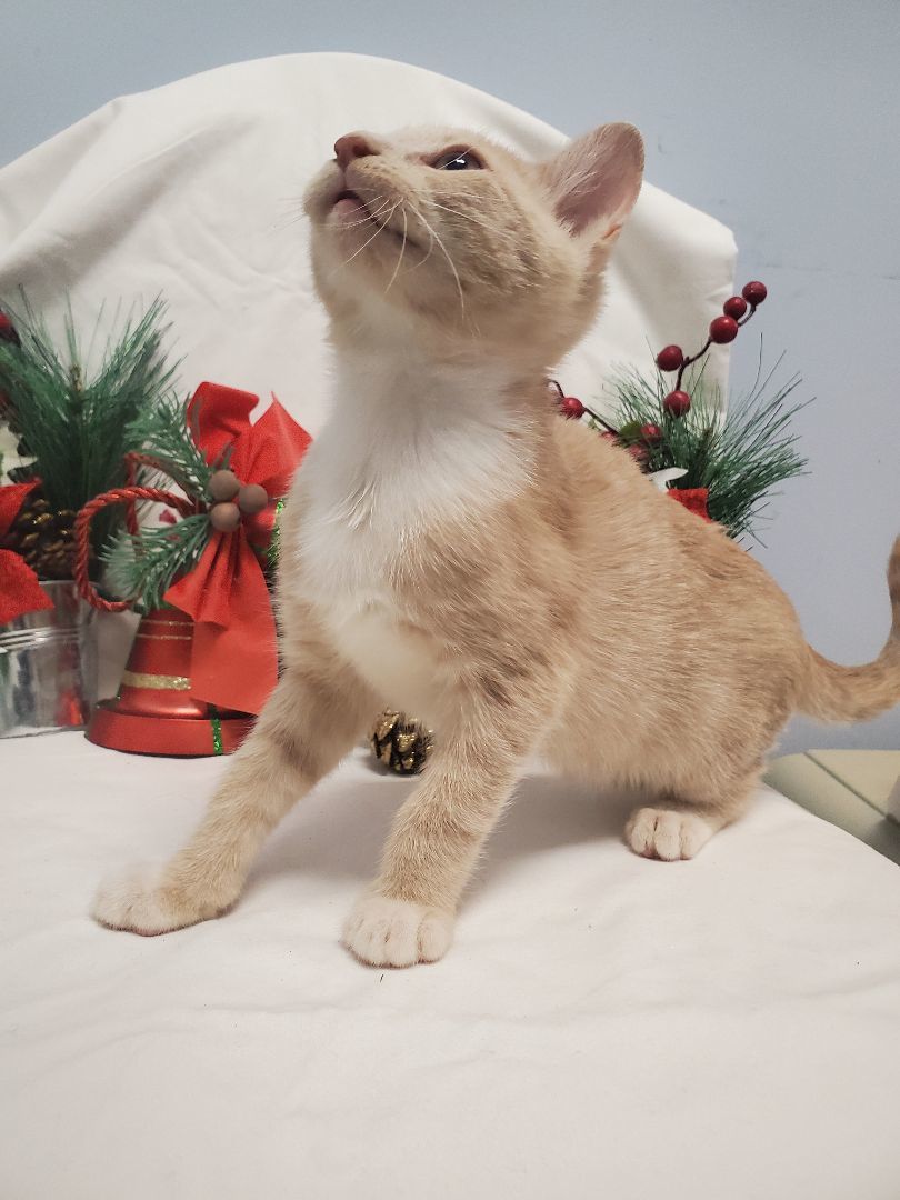 Birch , Adopted, Kitten Female Tabby.