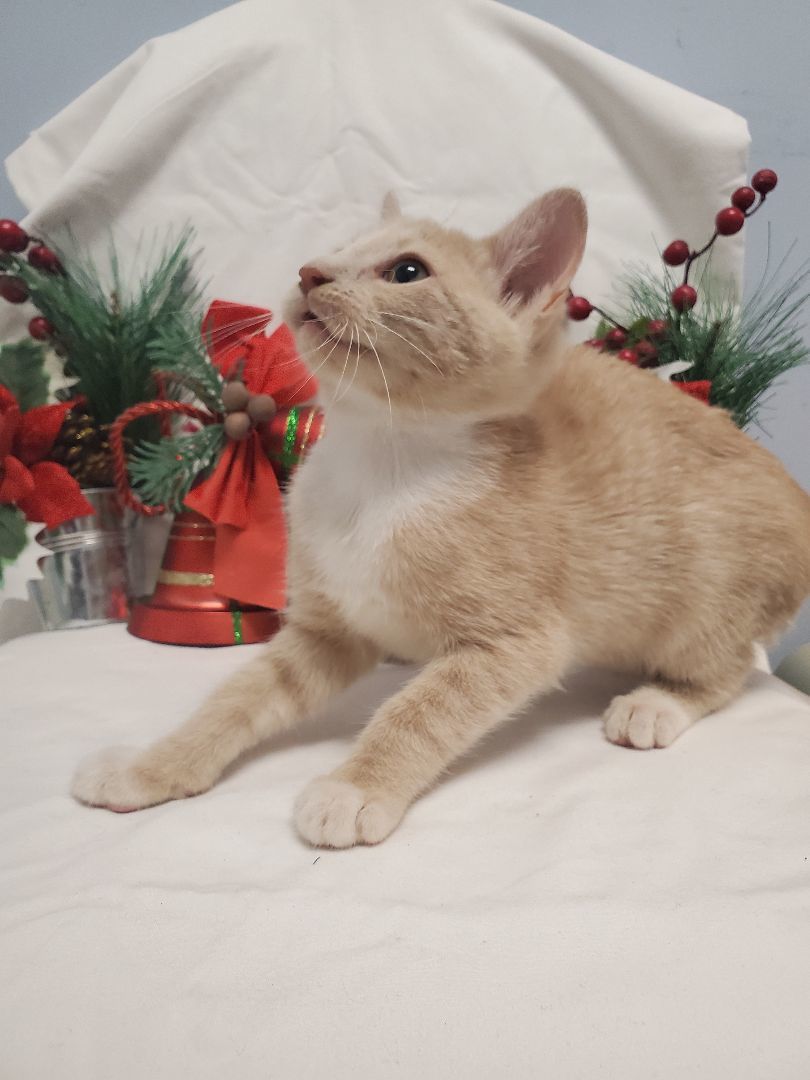 Birch , a Adopted Tabby in farmington , CT image 2/4