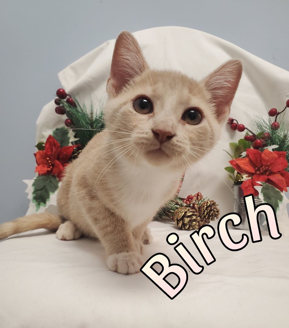 Birch , a Adopted Tabby in farmington , CT image 3/4