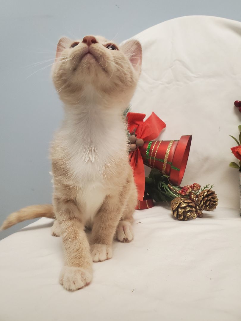 Birch , a Adopted Tabby in farmington , CT image 4/4