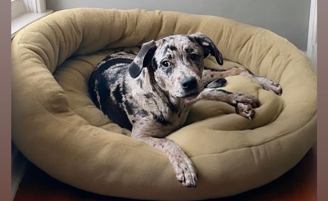 Enlarge Lady , a Adopted Catahoula Leopard Dog in Cornelius, NC image 1/1