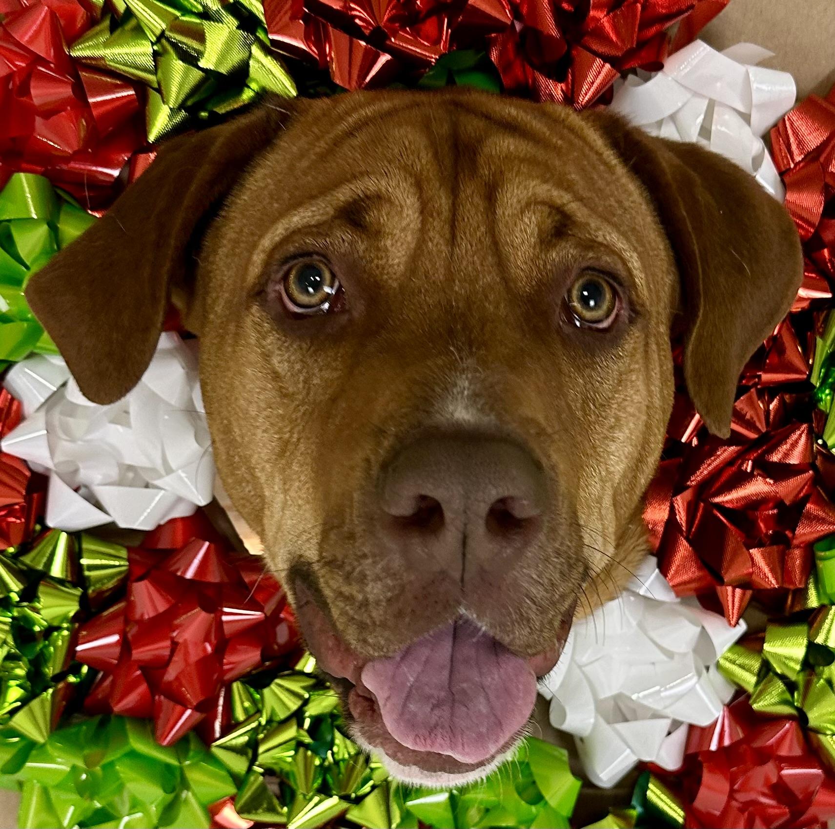 Rowen, Adoptable, Young Male Mastiff & Dogue de Bordeaux.