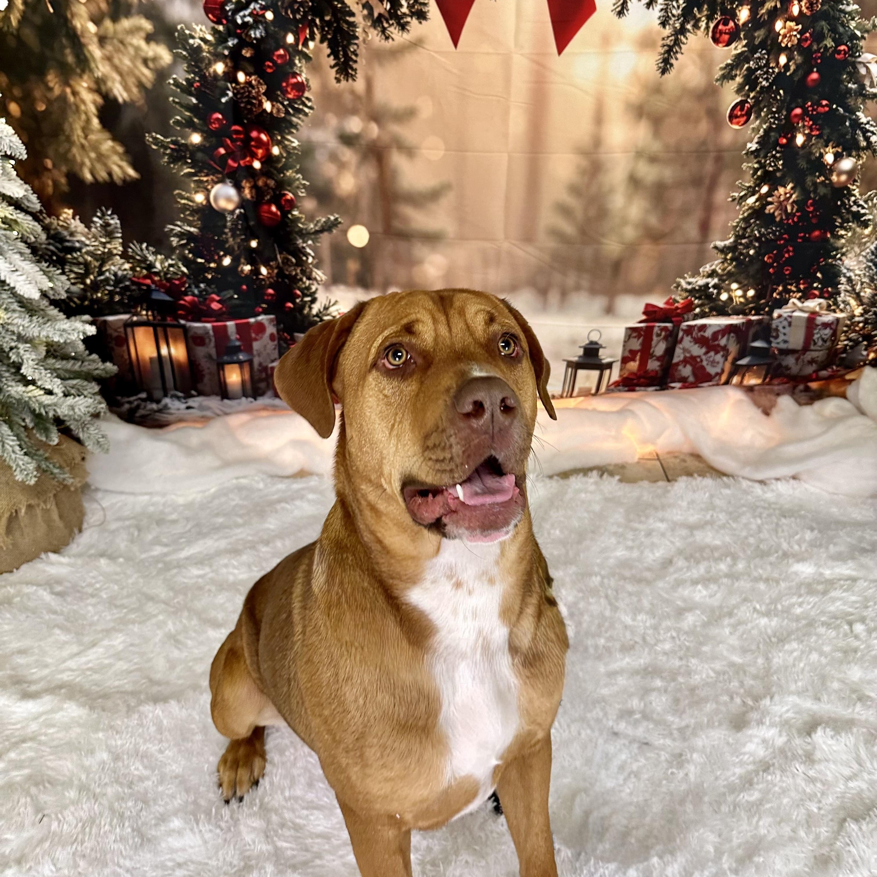 Enlarge Rowen, a Adoptable mixed breed in Pacific, MO image 2/2