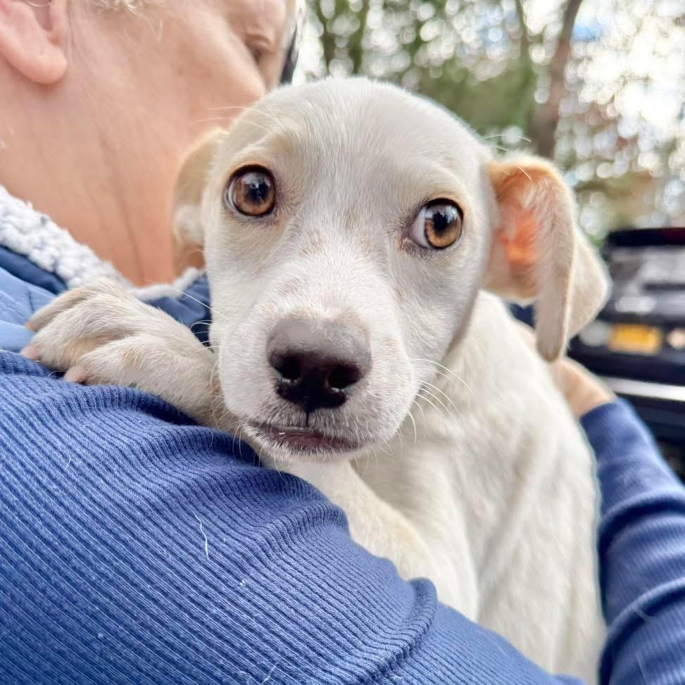 Nick Jonas, Adoptable, Puppy Male Chihuahua & Mixed Breed.