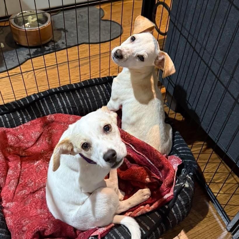 Nick Jonas, a Adoptable mixed breed in Yaphank, NY image 2/3