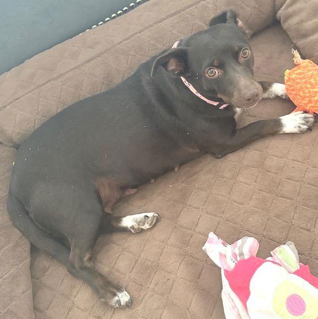 Enlarge Holly  -  Las Vegas, a Adoptable mixed breed in Los Angeles, CA image 1/2