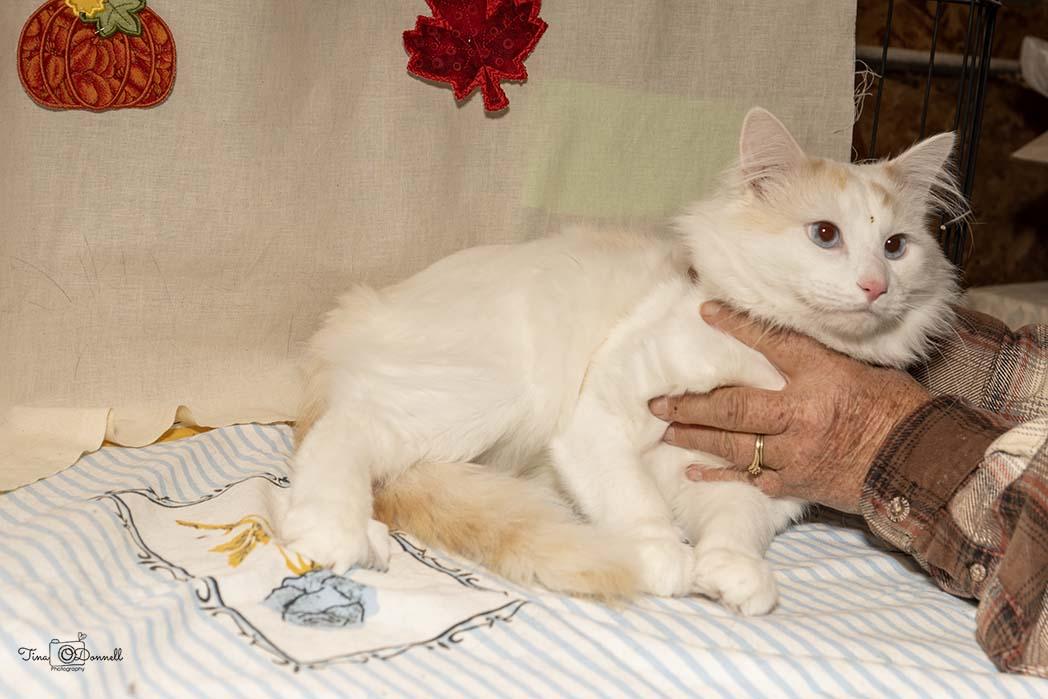 Olaf, Adoptable, Young Male Domestic Medium Hair.