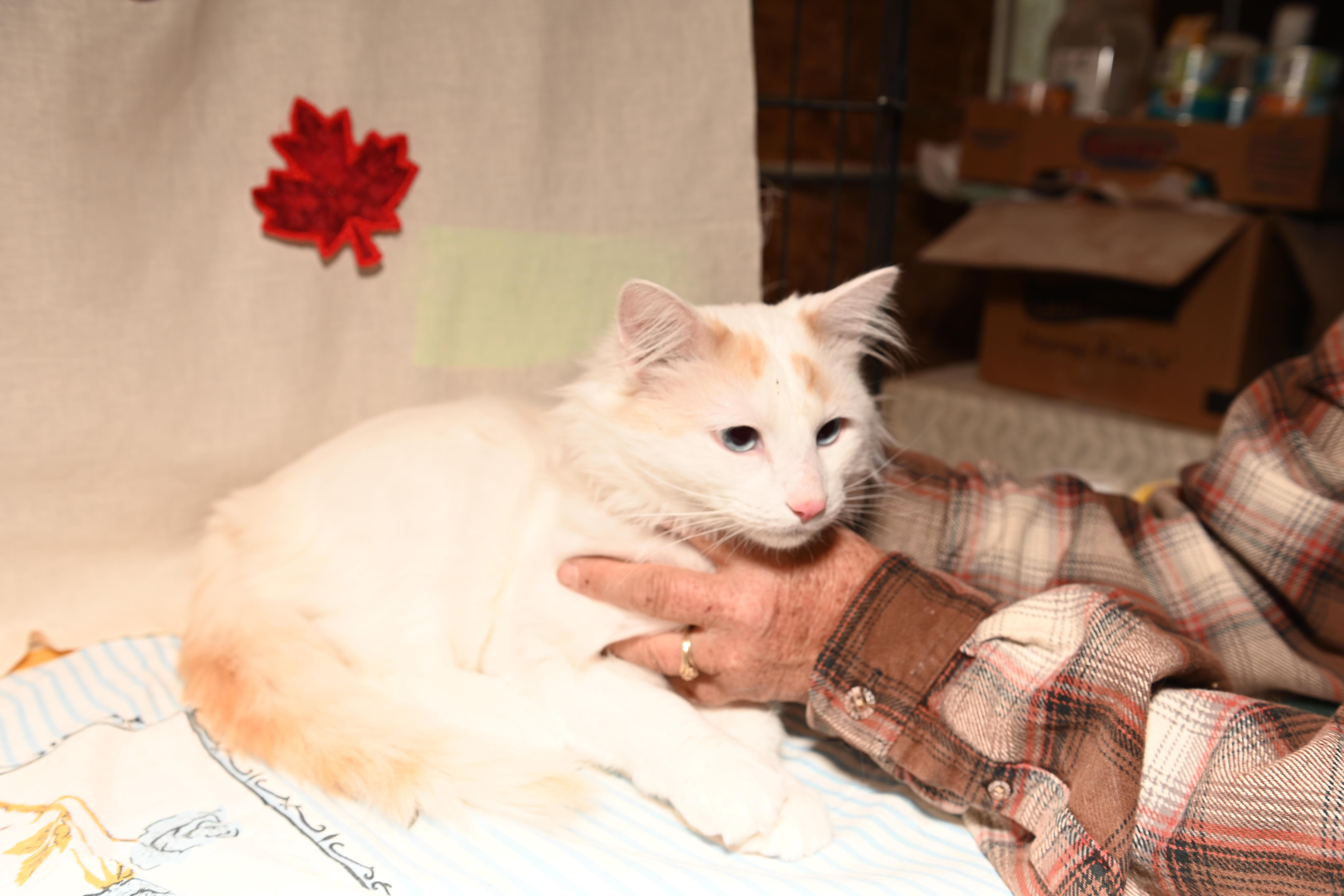 Enlarge Olaf, a Adoptable Domestic Medium Hair image 3/4