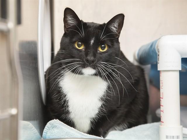 SAMMY, Adoptable, Young Male Domestic Short Hair.