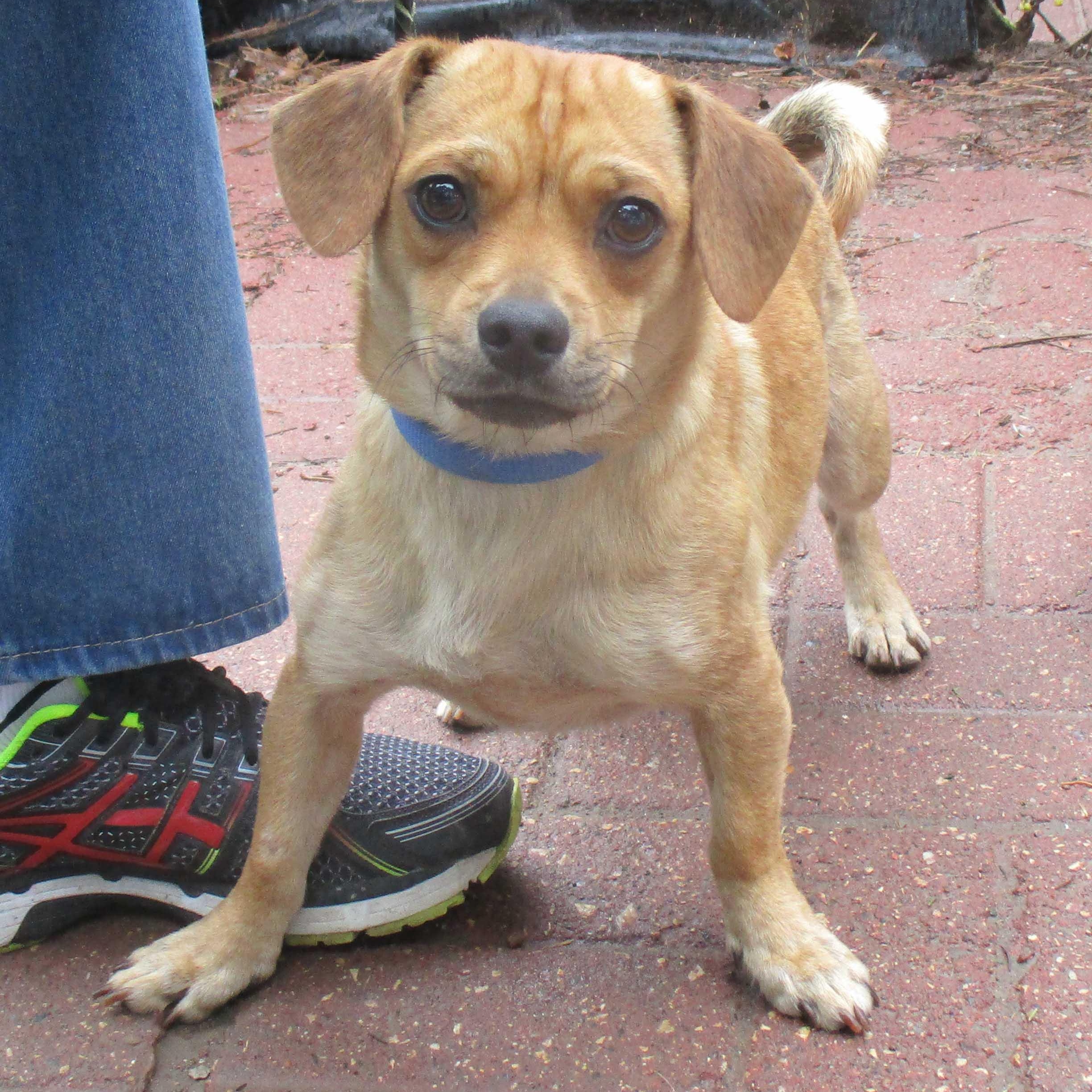 Enlarge Leo, Toby, Reggie NEED FOSTERS, a ADOPTABLE Mixed Breed in White Bear Lake, MN image 4/6