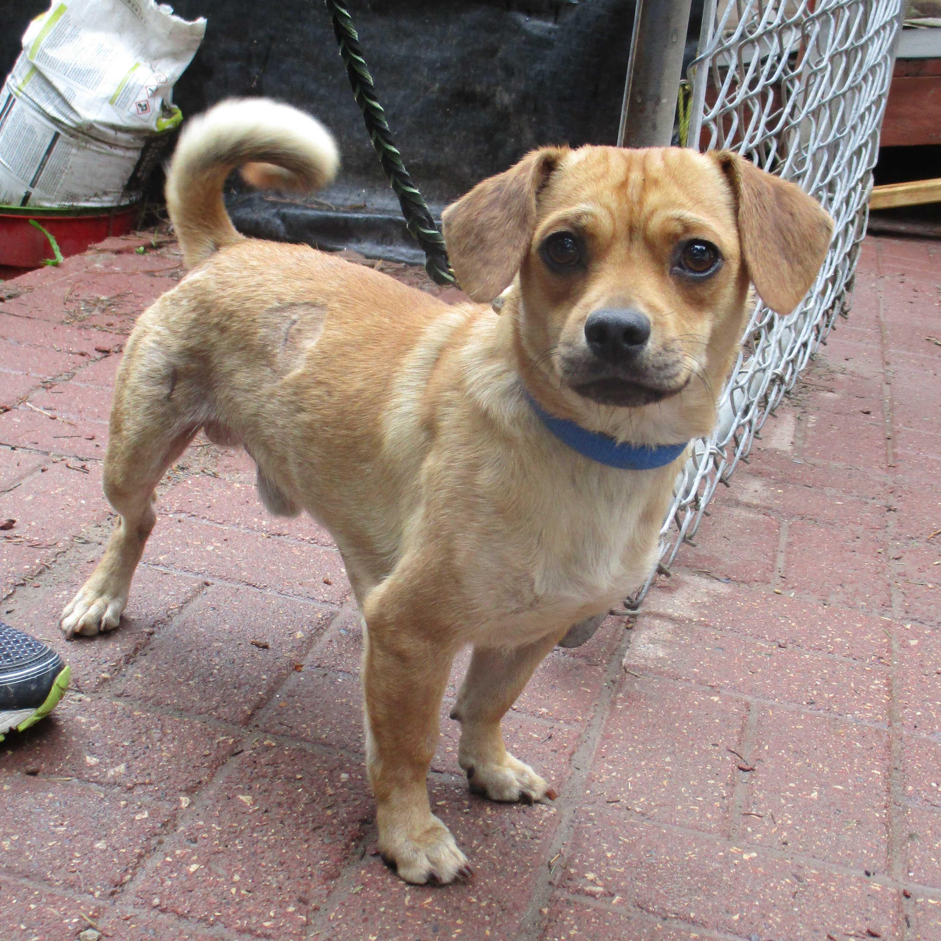 Enlarge Leo, Toby, Reggie NEED FOSTERS, a ADOPTABLE Mixed Breed in White Bear Lake, MN image 3/6