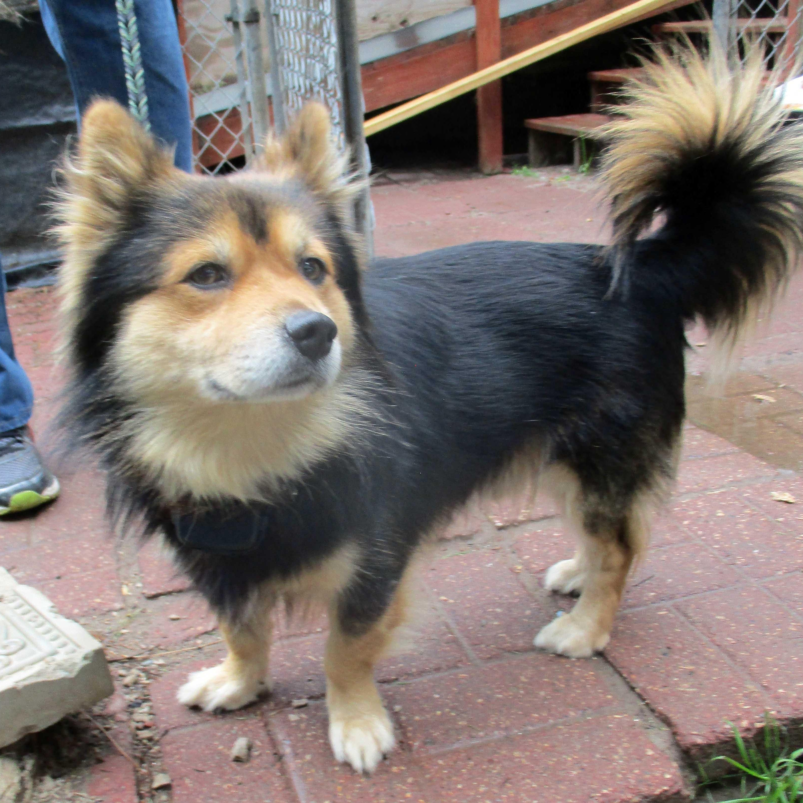 Enlarge Leo, Toby, Reggie NEED FOSTERS, a ADOPTABLE Mixed Breed in White Bear Lake, MN image 2/6