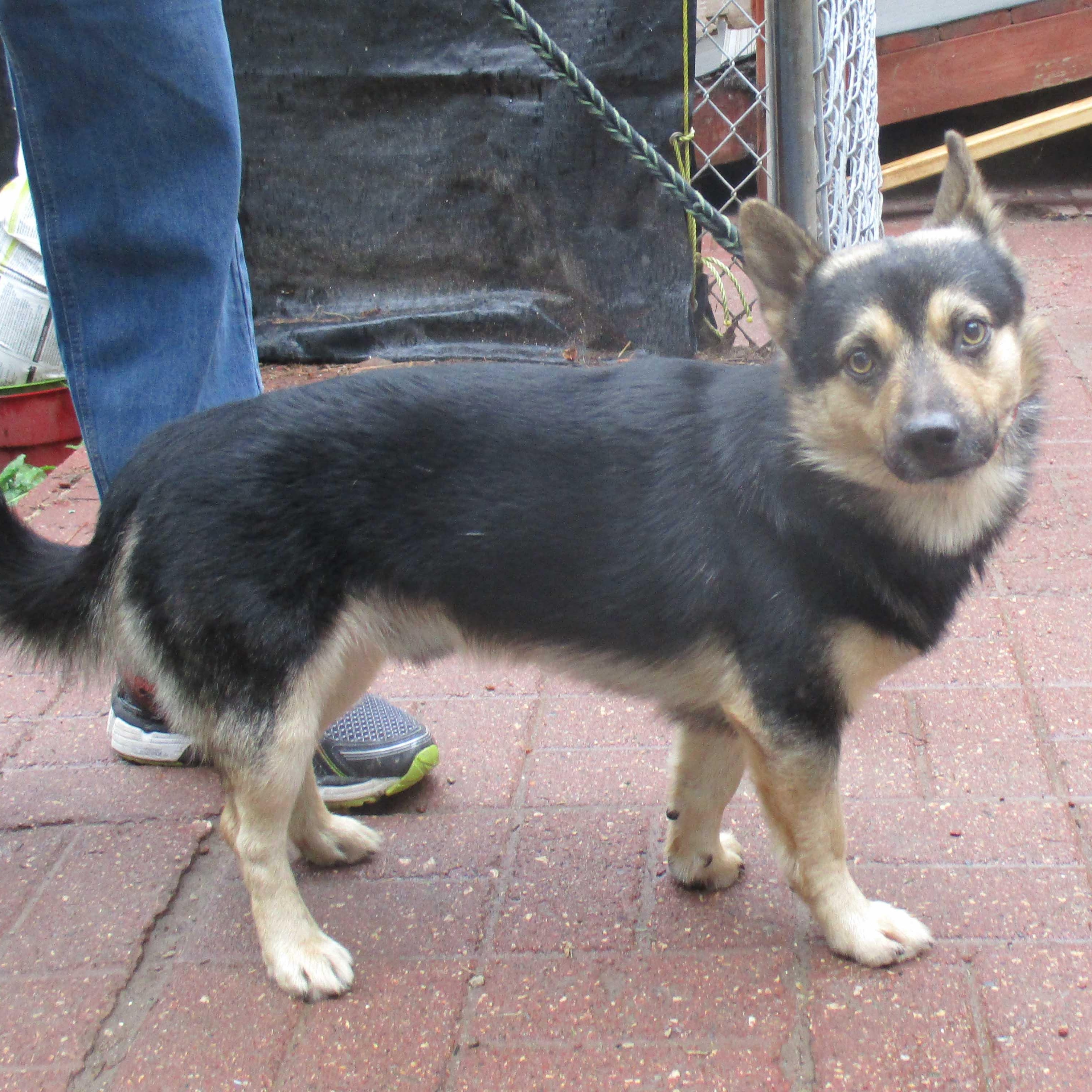 Enlarge Leo, Toby, Reggie NEED FOSTERS, a ADOPTABLE Mixed Breed in White Bear Lake, MN image 5/6