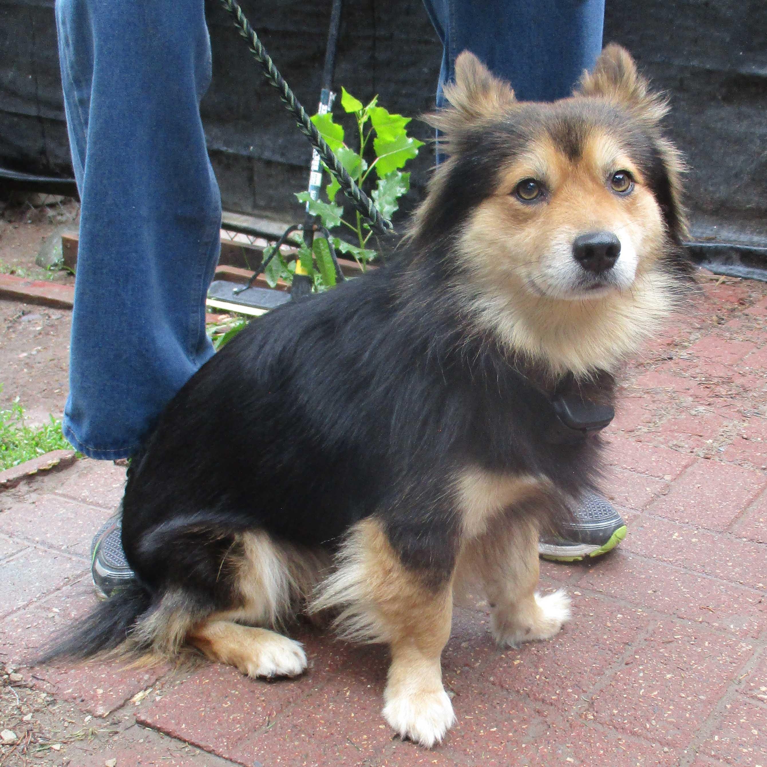Leo, Toby, Reggie NEED FOSTERS, ADOPTABLE, Young Male Mixed Breed.