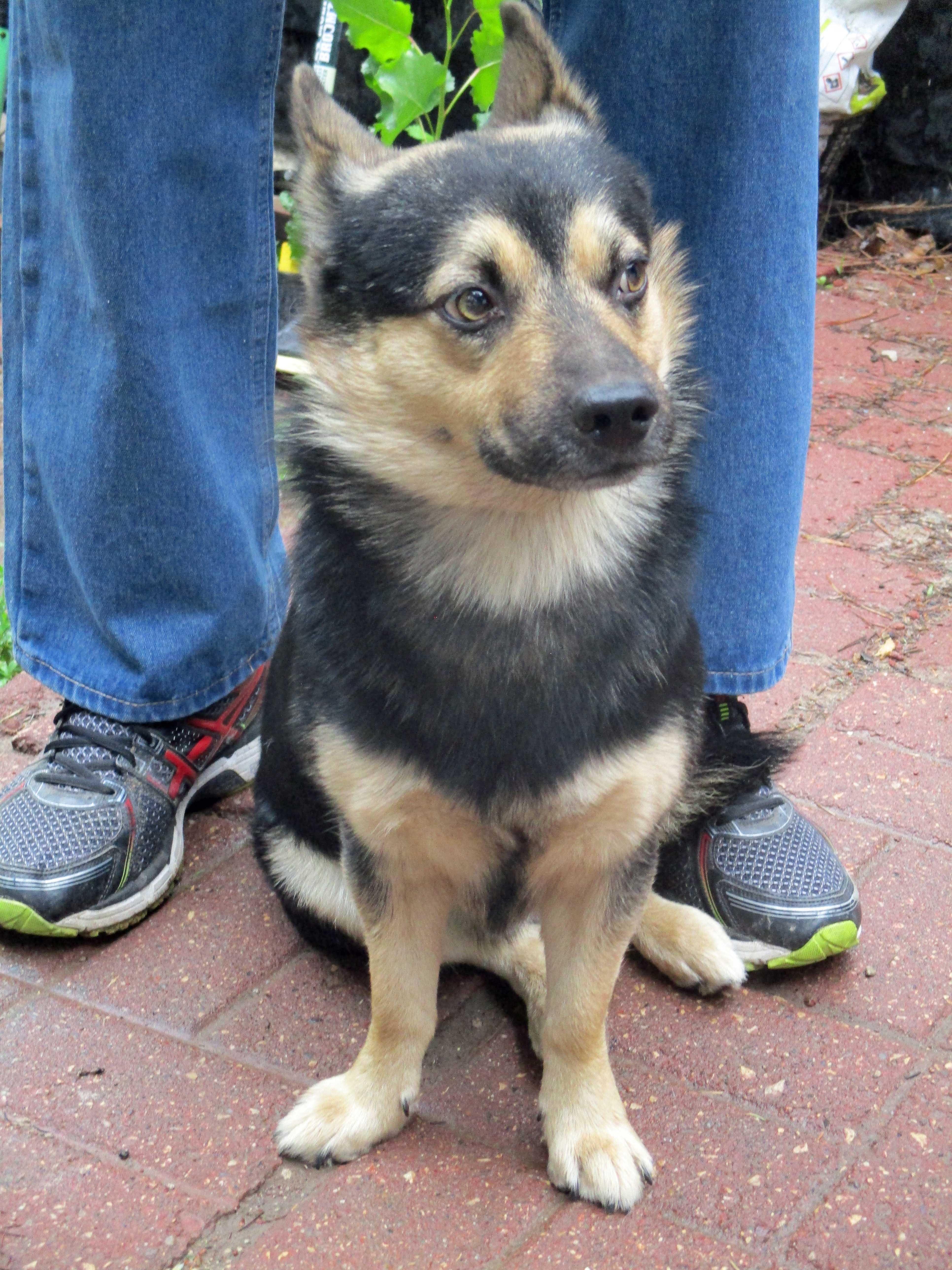 Enlarge Leo, Toby, Reggie NEED FOSTERS, a ADOPTABLE Mixed Breed in White Bear Lake, MN image 6/6