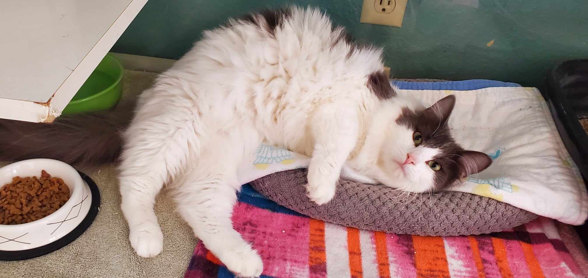 Cat for adoption Stella, a Domestic Medium Hair in Hutchinson, MN