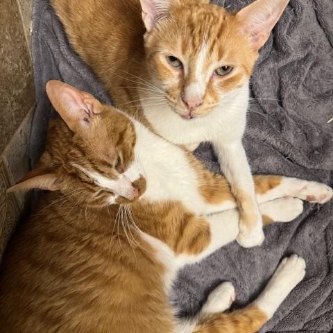 Lenny, Adopted, Adult Male Domestic Short Hair.