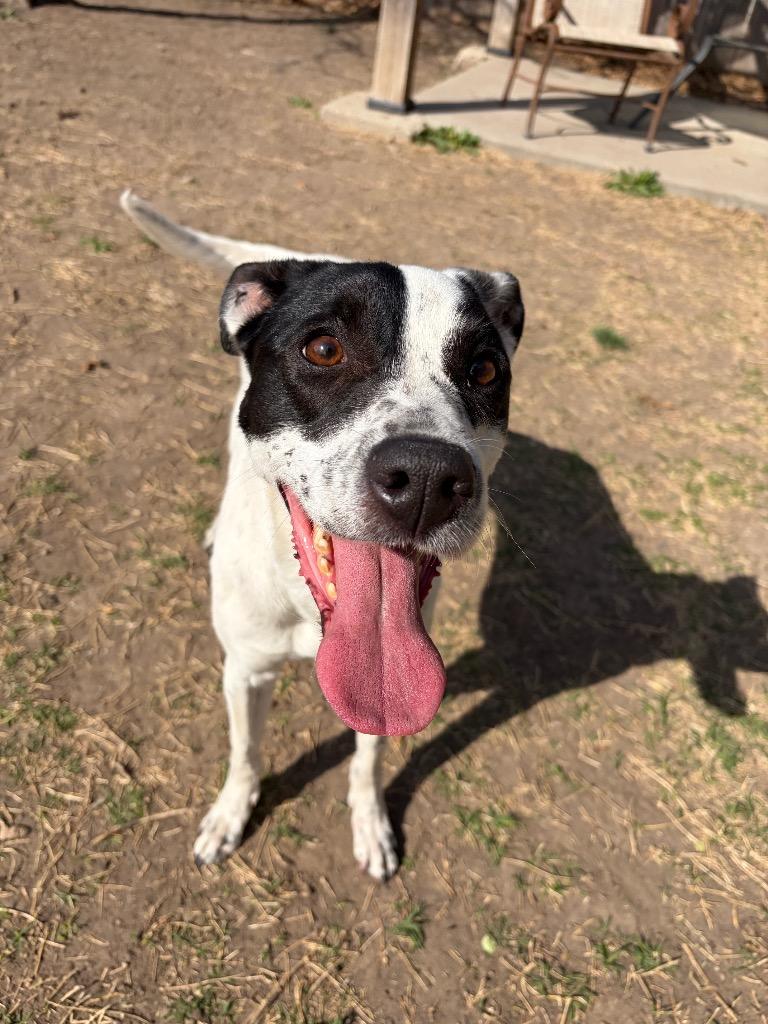 Delilah, Adoptable, Adult Female Terrier.